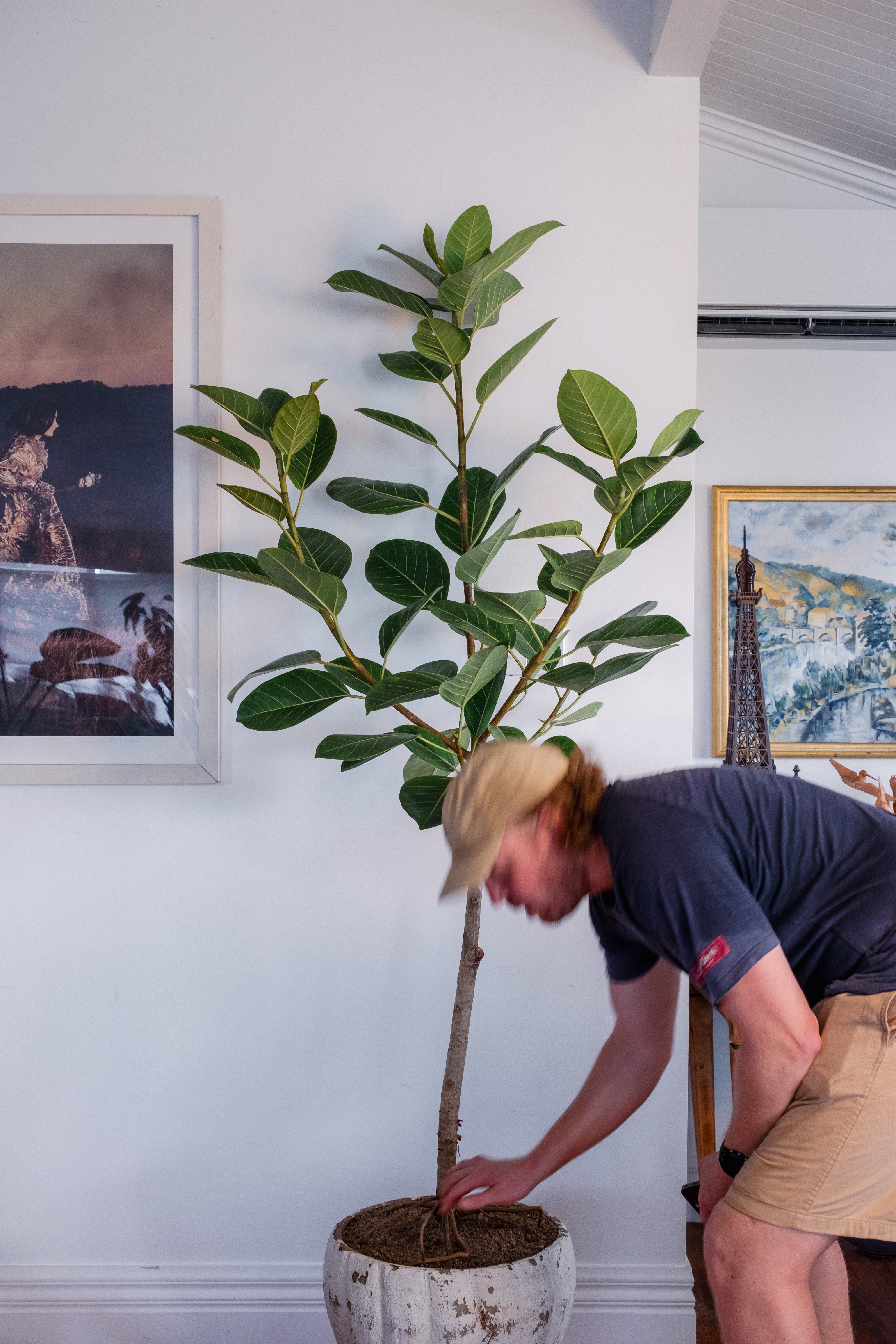 Person placing a potted plant against a wall with framed pictures.