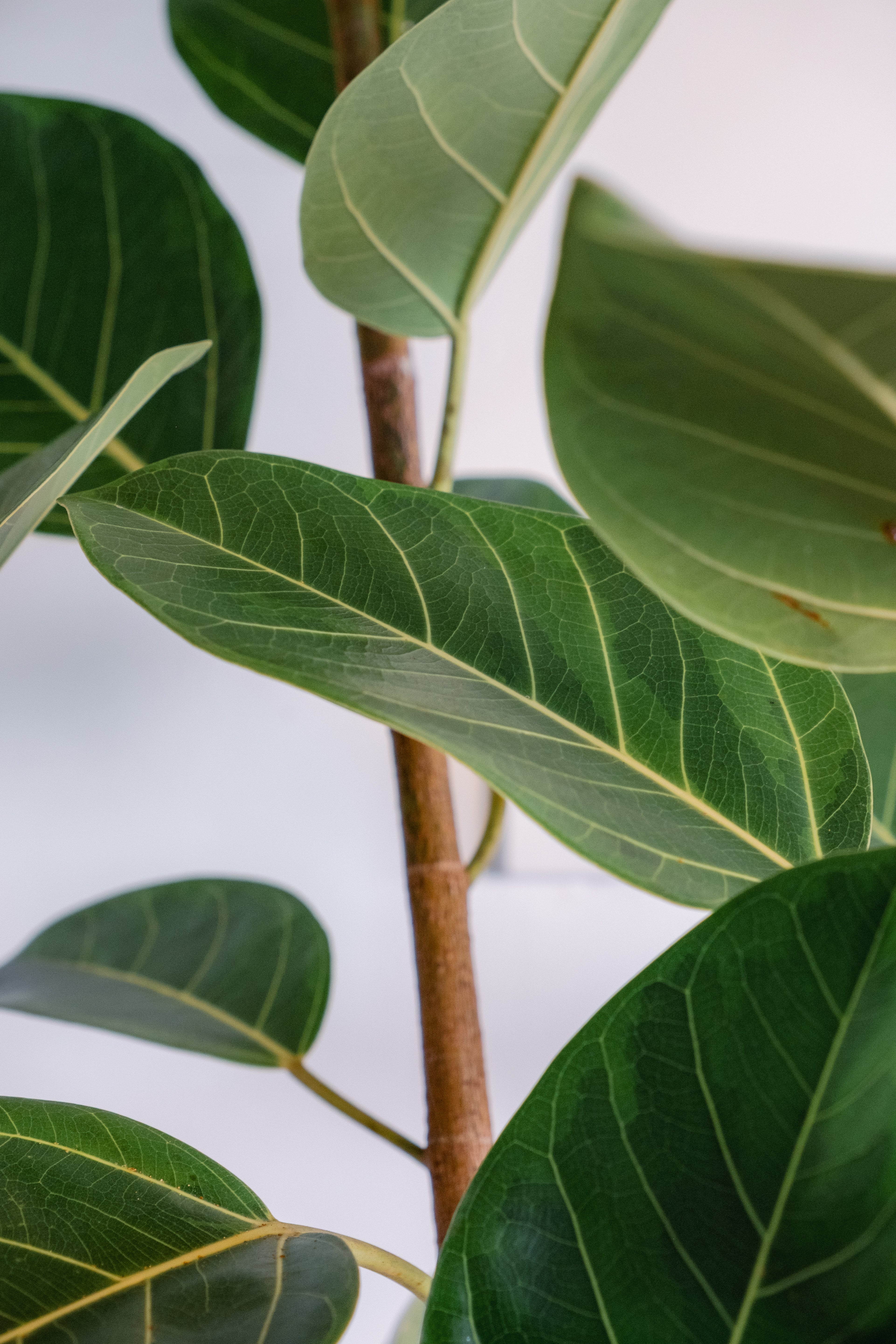 Close-up of green leaves on a branch with a light gray background