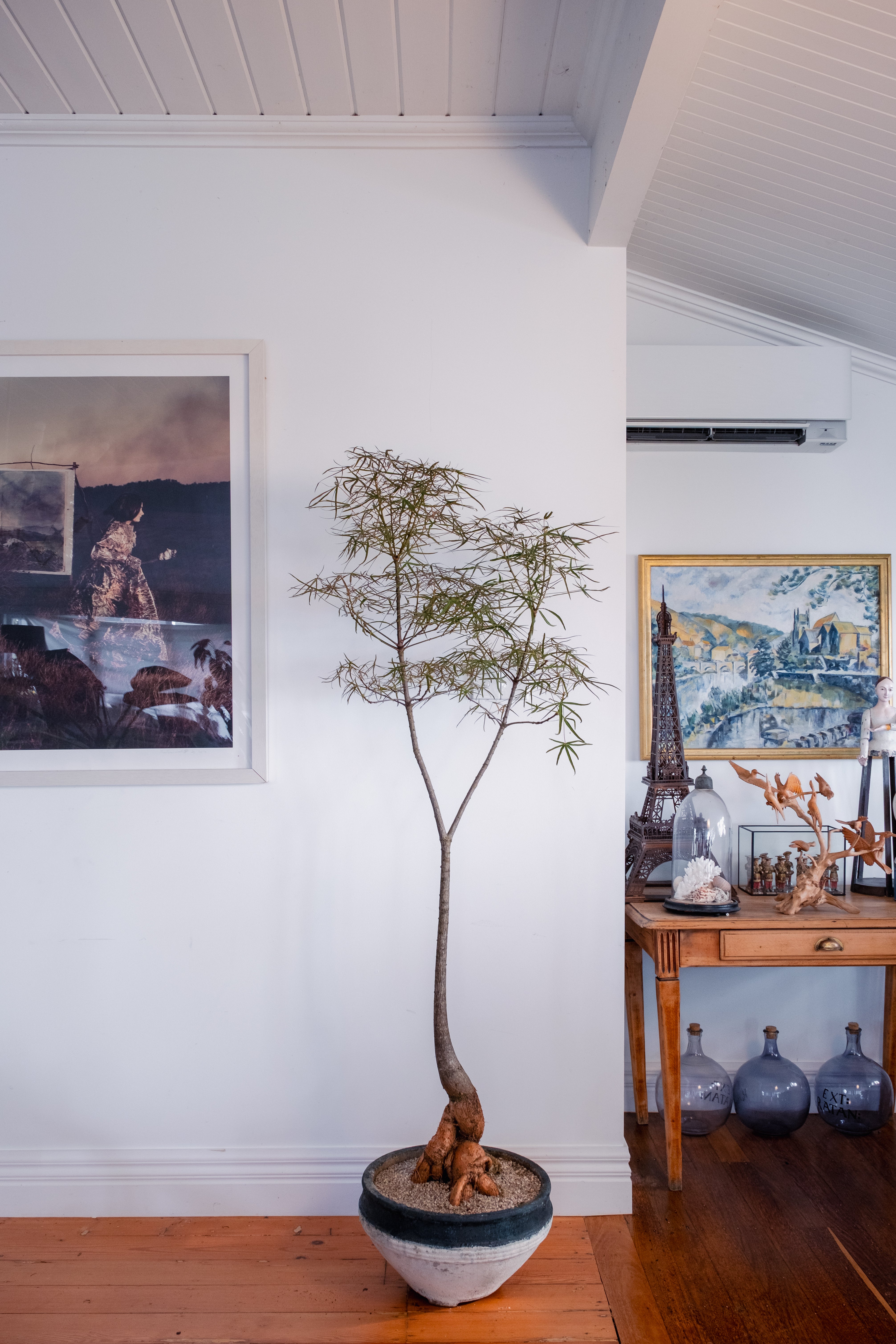 Bottle Tree (Brachychiton rupestris) in Vintage Concrete Bowl