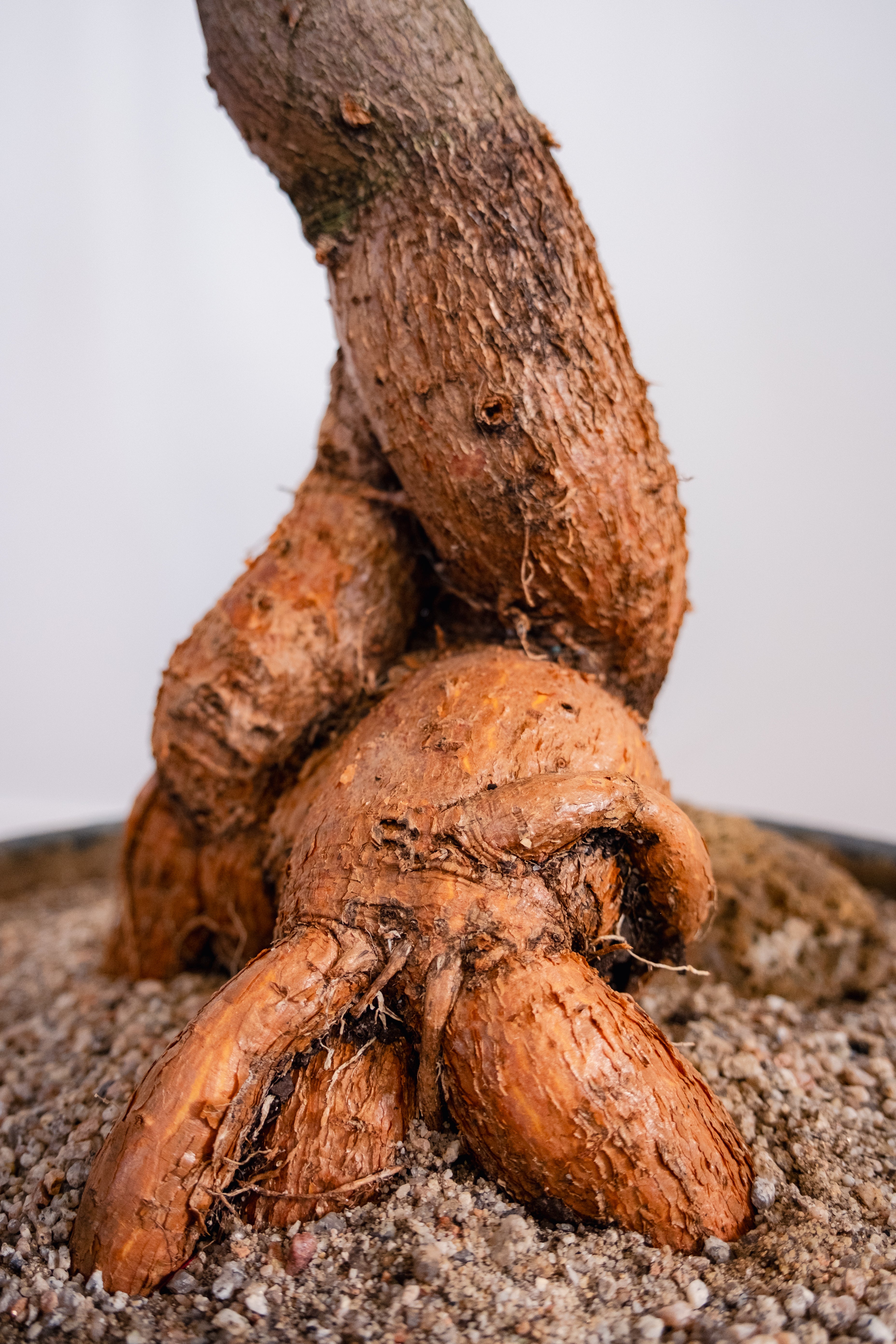 Bottle Tree (Brachychiton rupestris) in Vintage Concrete Bowl