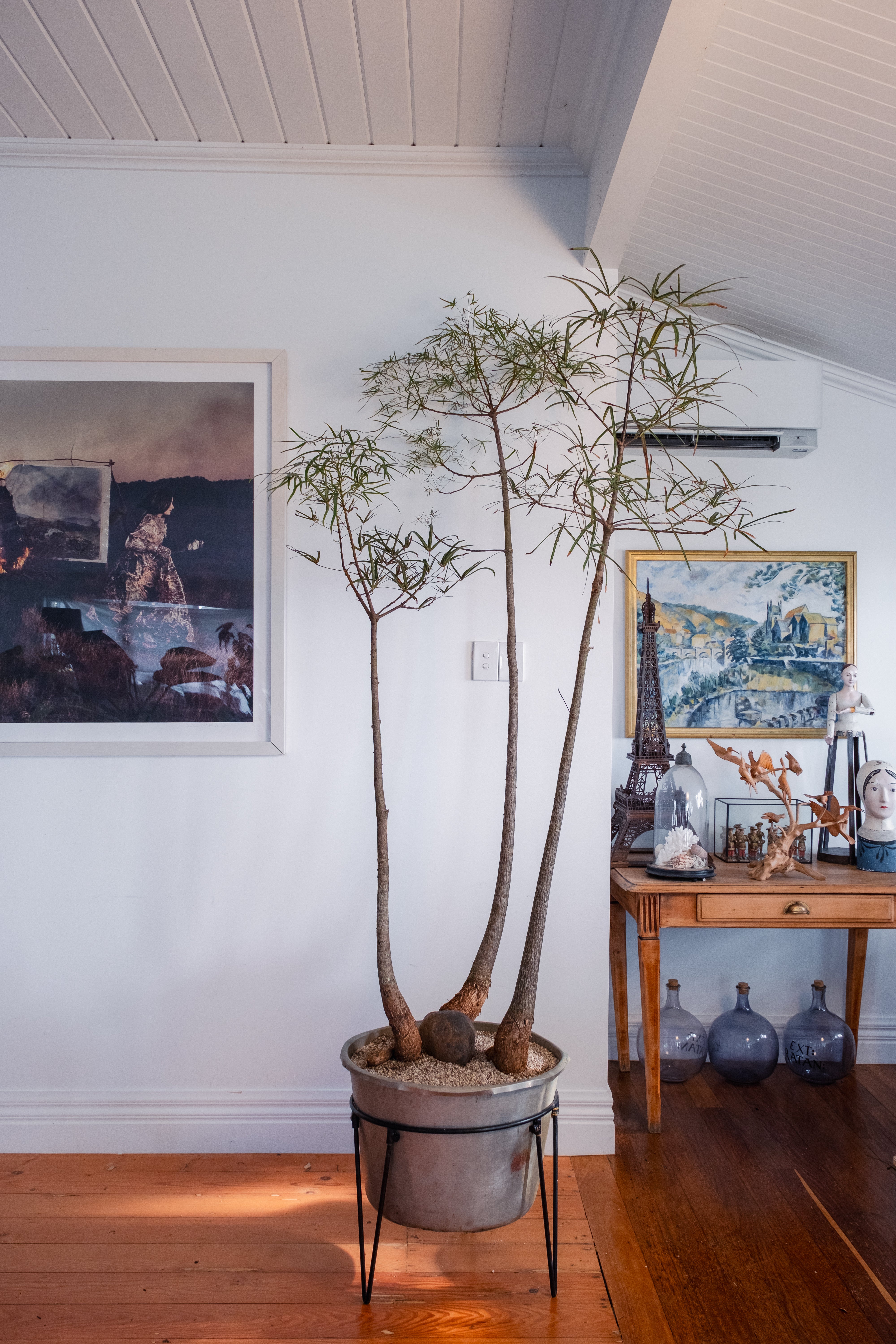 Bottle Tree Forest (Brachychiton rupestris) in Aged Copper Planter with Stand