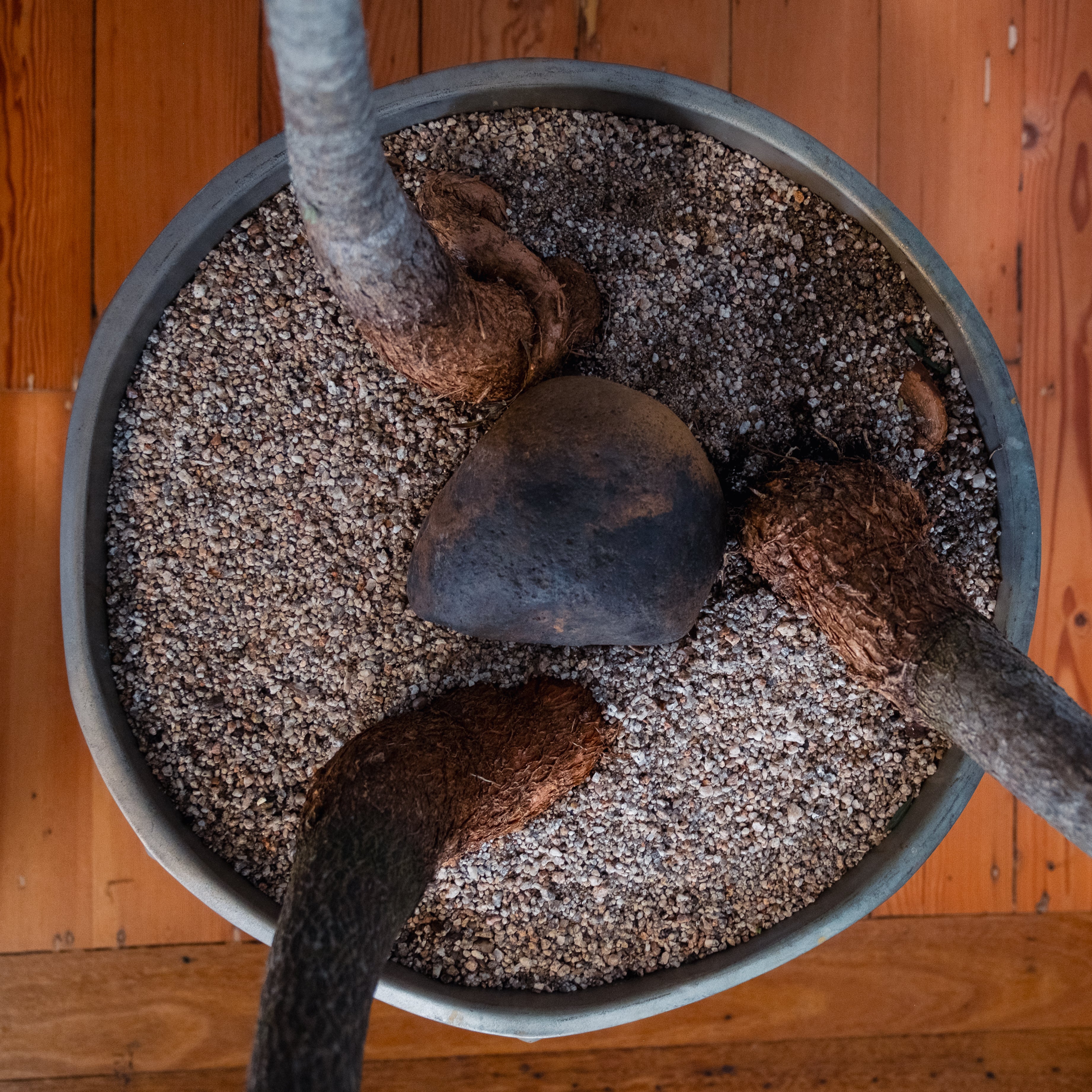 Bottle Tree Forest (Brachychiton rupestris) in Aged Copper Planter with Stand
