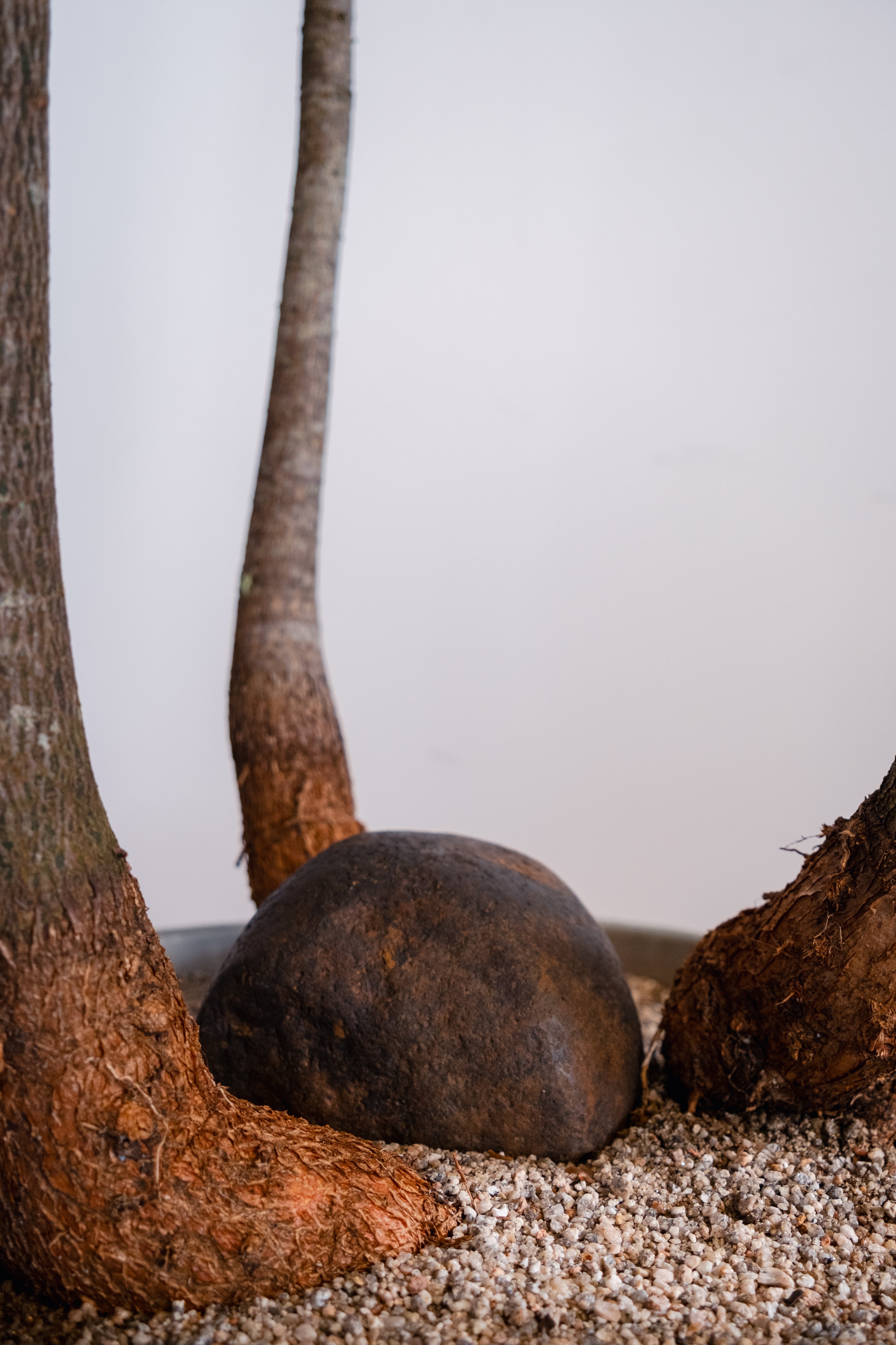Bottle Tree Forest (Brachychiton rupestris) in Aged Copper Planter with Stand