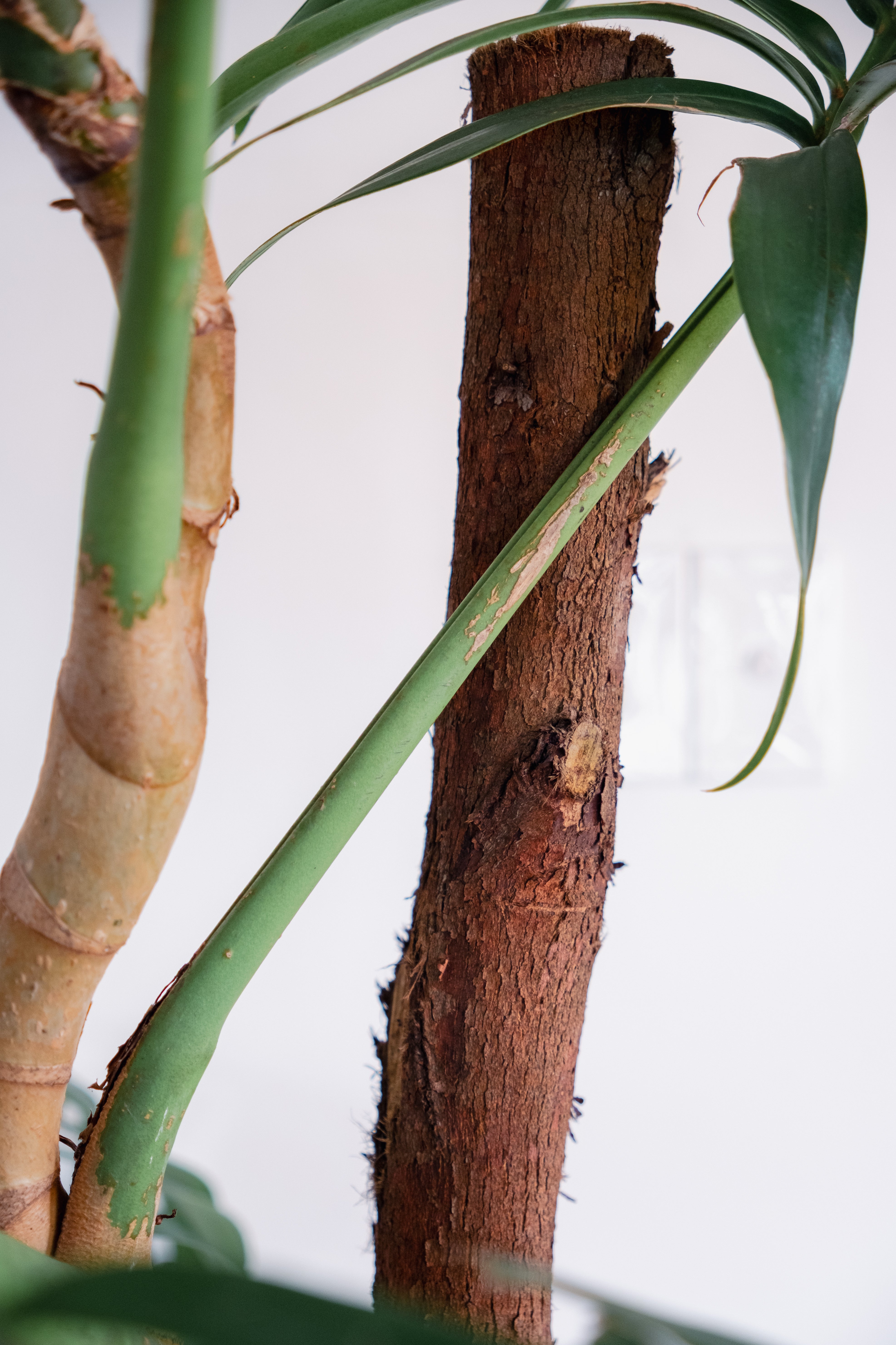 Dragon Tail Plant / Rhaphidophora decursiva / Ø40 cm / Height 1.9m / "Amy"