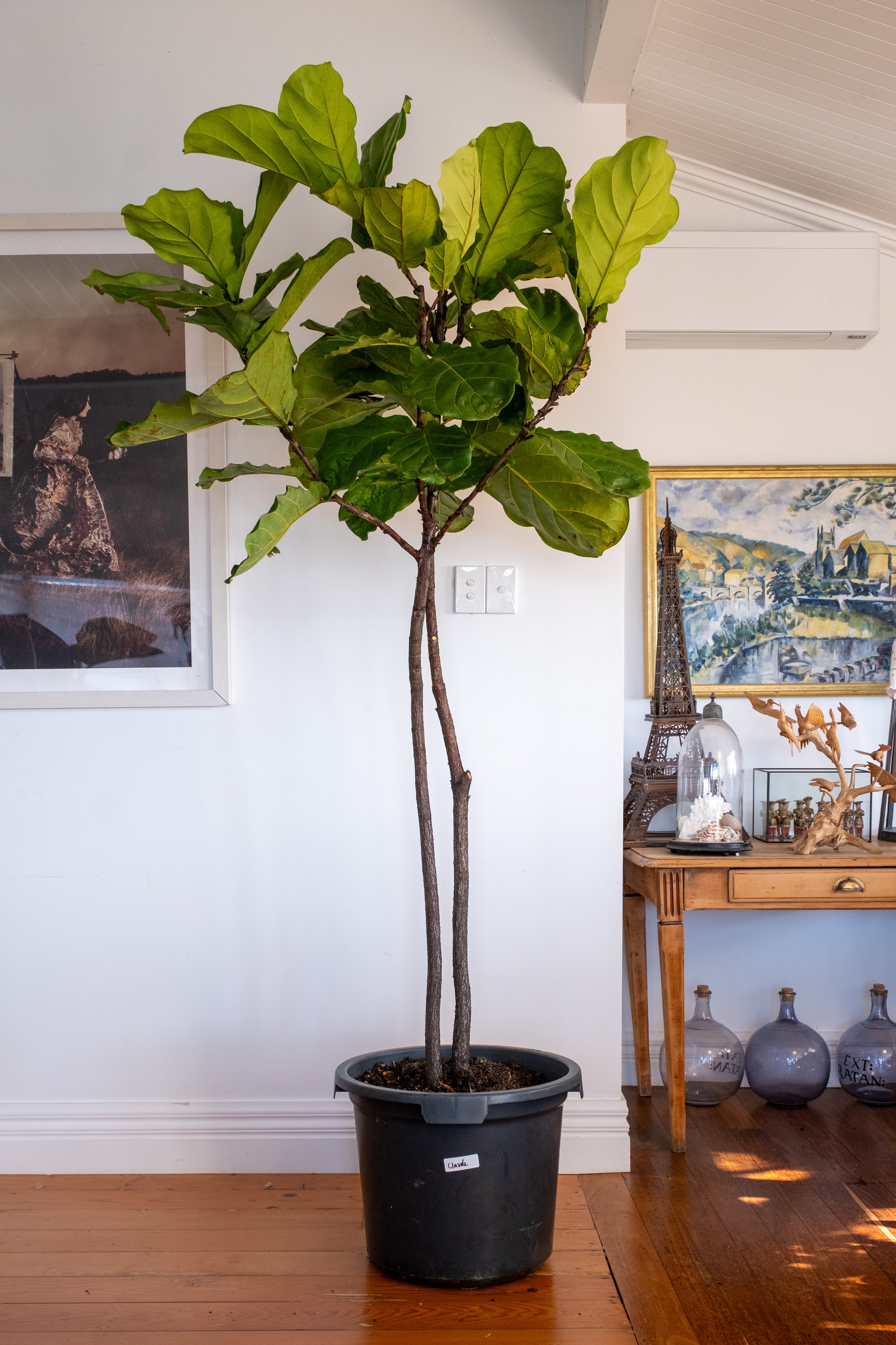 Fiddle Leaf Fig / Ficus lyrata / Ø50 cm / Height 2.08m / "Claude"