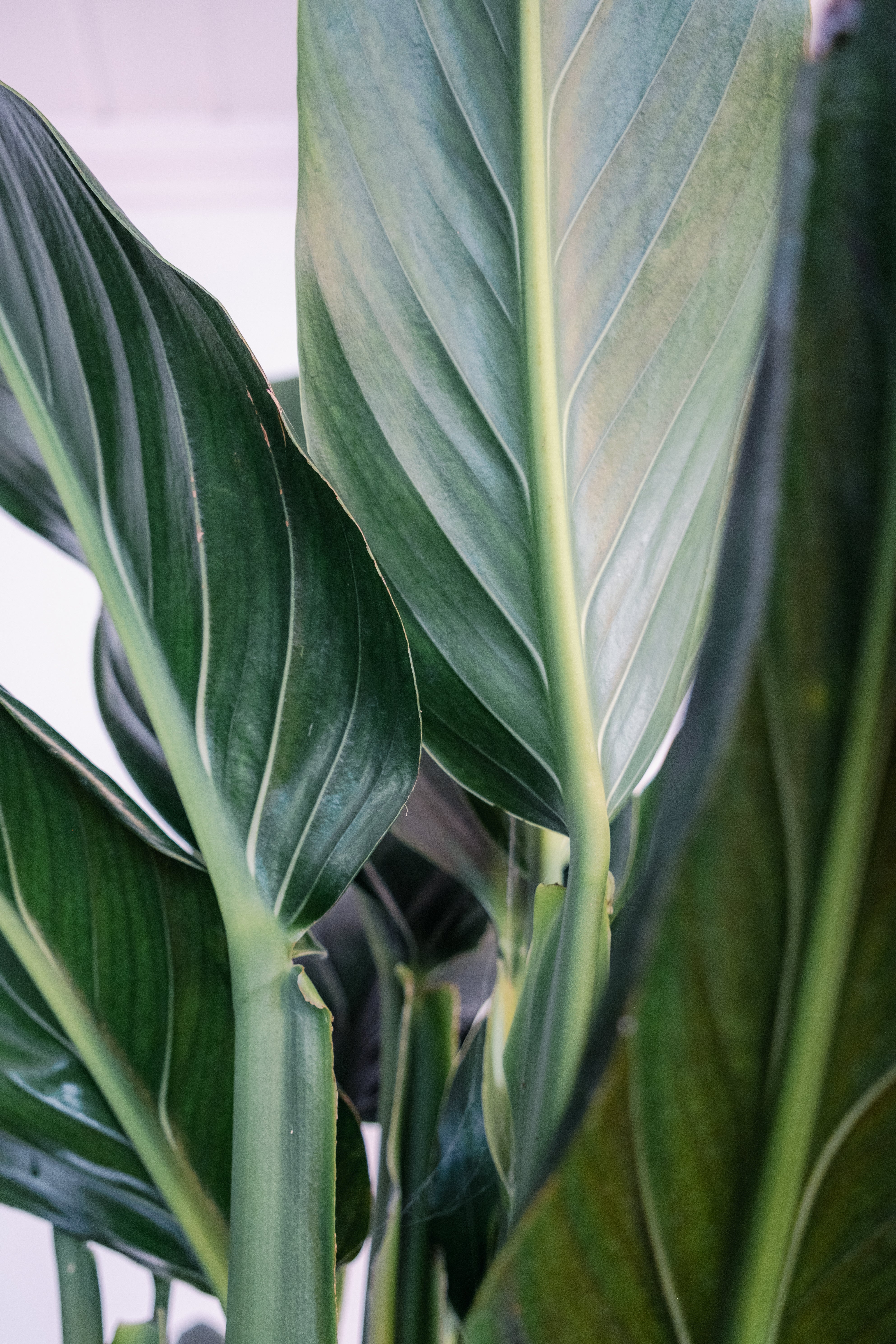 Philodendron Cobra / Monstera standleyana / Ø40 cm / Height 2.2 m