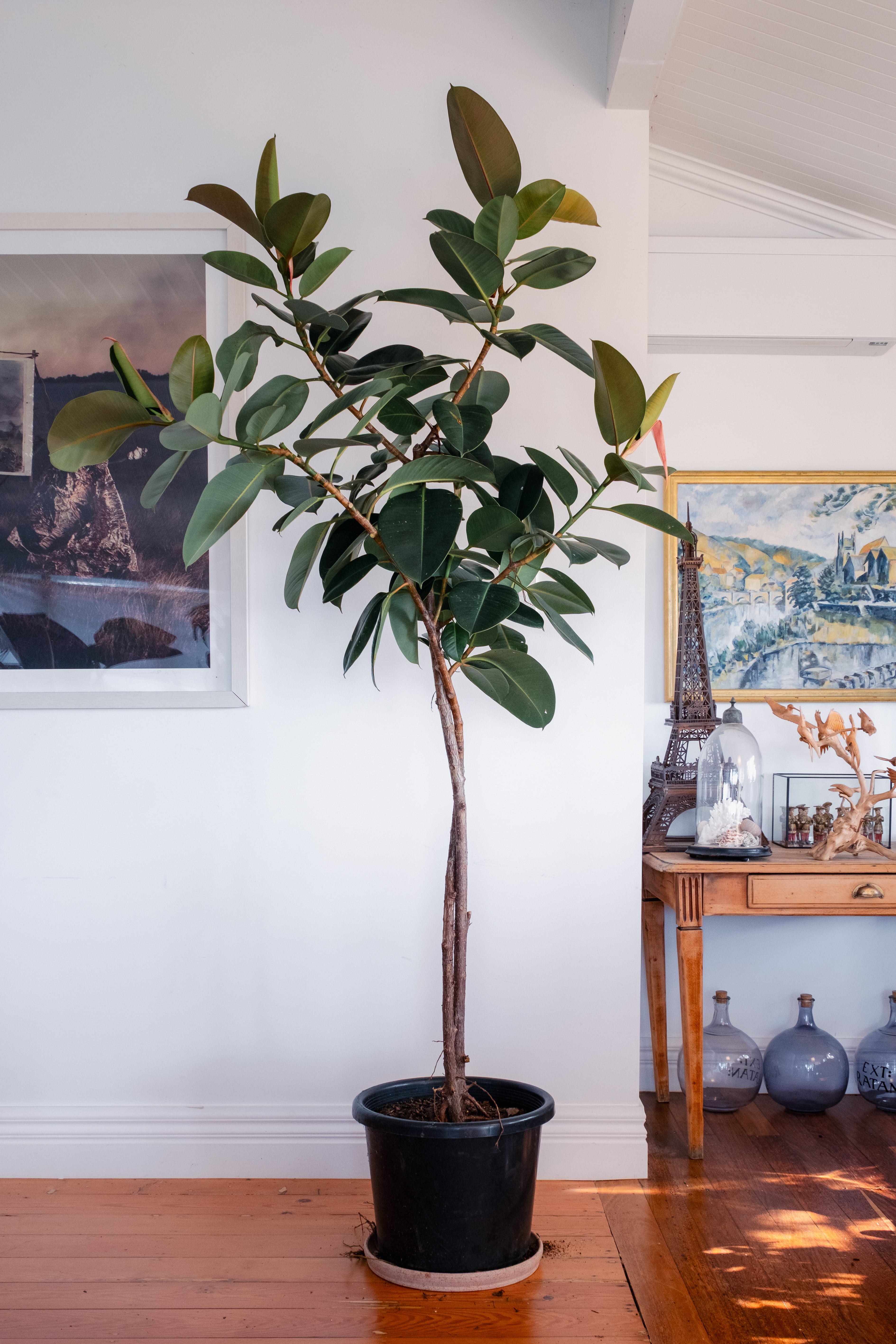 Rubber Plant / Ficus elastica ‘Robusta’ / Ø50 cm / Height 2.3 m