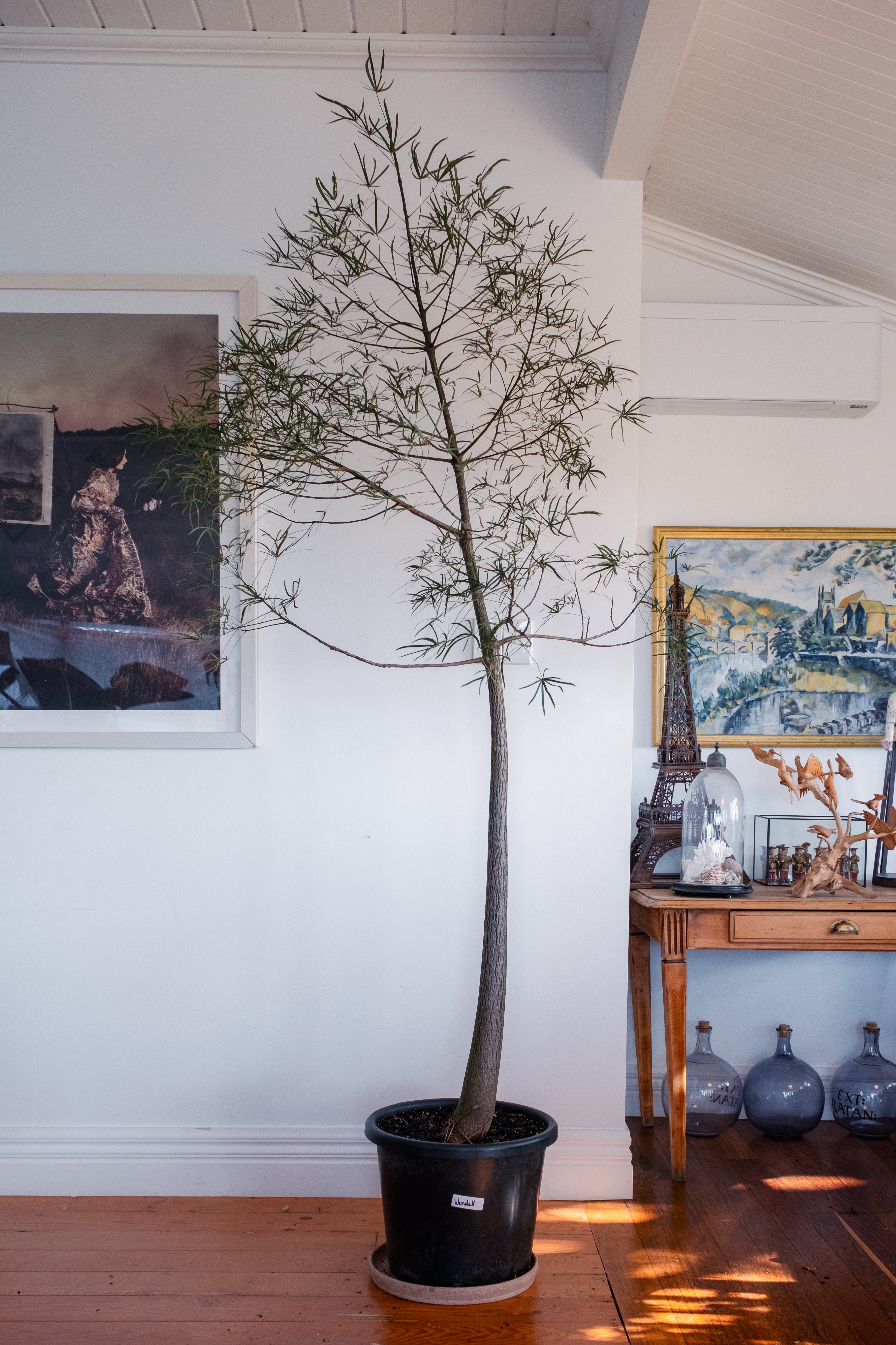 Bottle Tree / Brachychiton rupestris / Ø40 cm / Height 2.1 m / "Wendell"