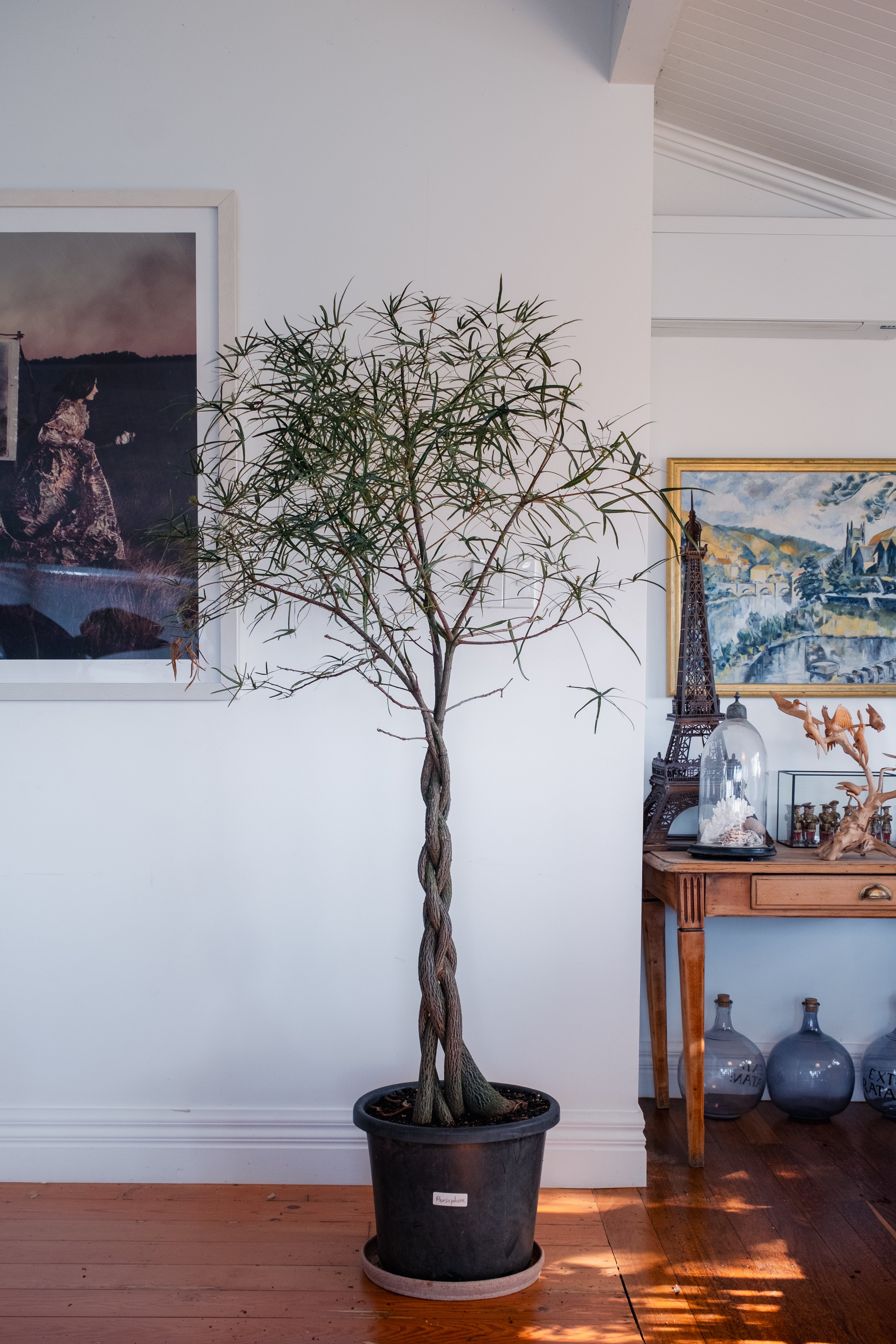 Bottle Tree / Brachychiton rupestris (Braided) / Ø40 cm / Height 1.8m tall / Persephone