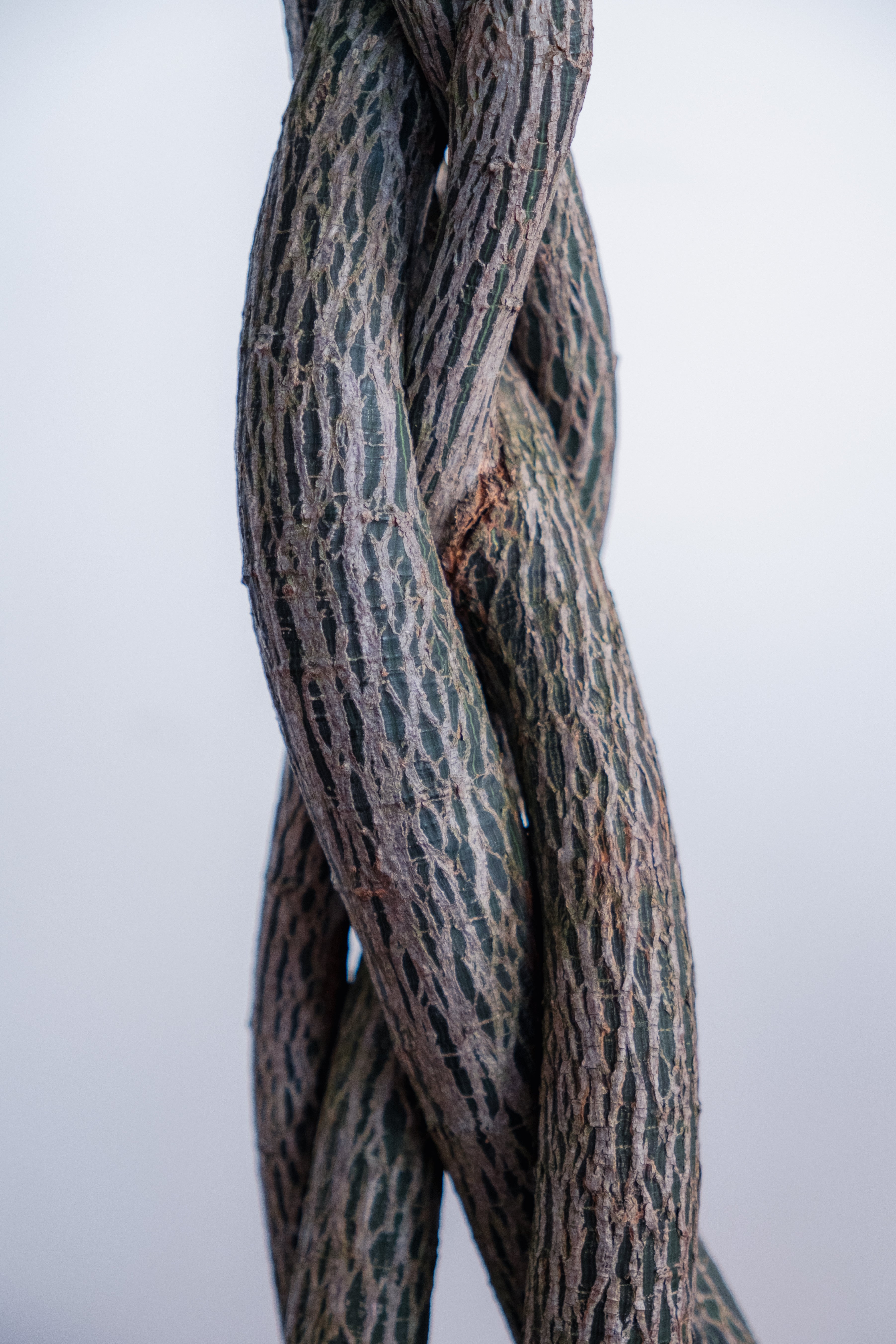 Bottle Tree / Brachychiton rupestris (Braided) / Ø40 cm / Height 1.8m tall / Persephone