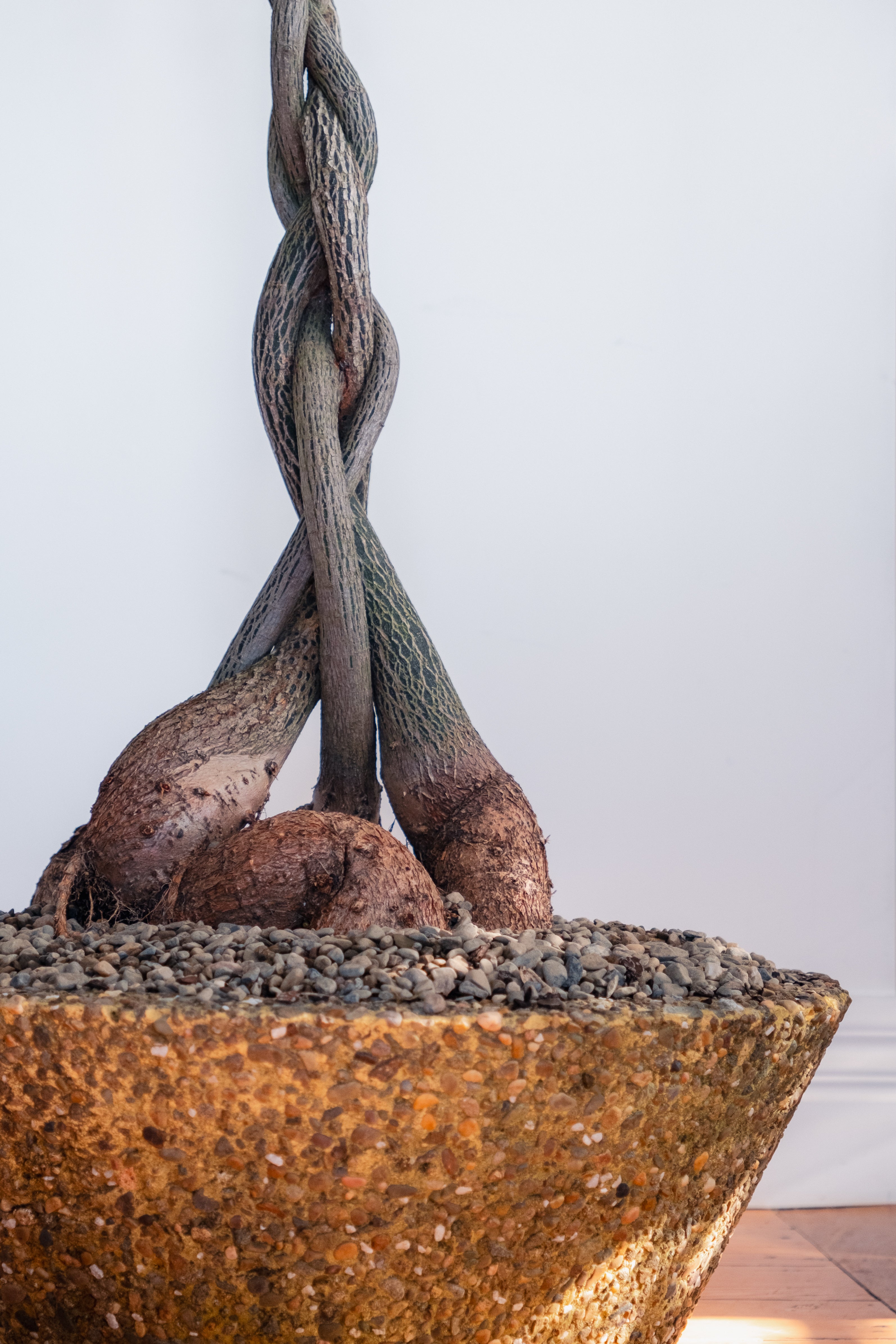 Bottle Tree (Brachychiton rupestris) Plaited Form in Vintage Aggregate Concrete Planter