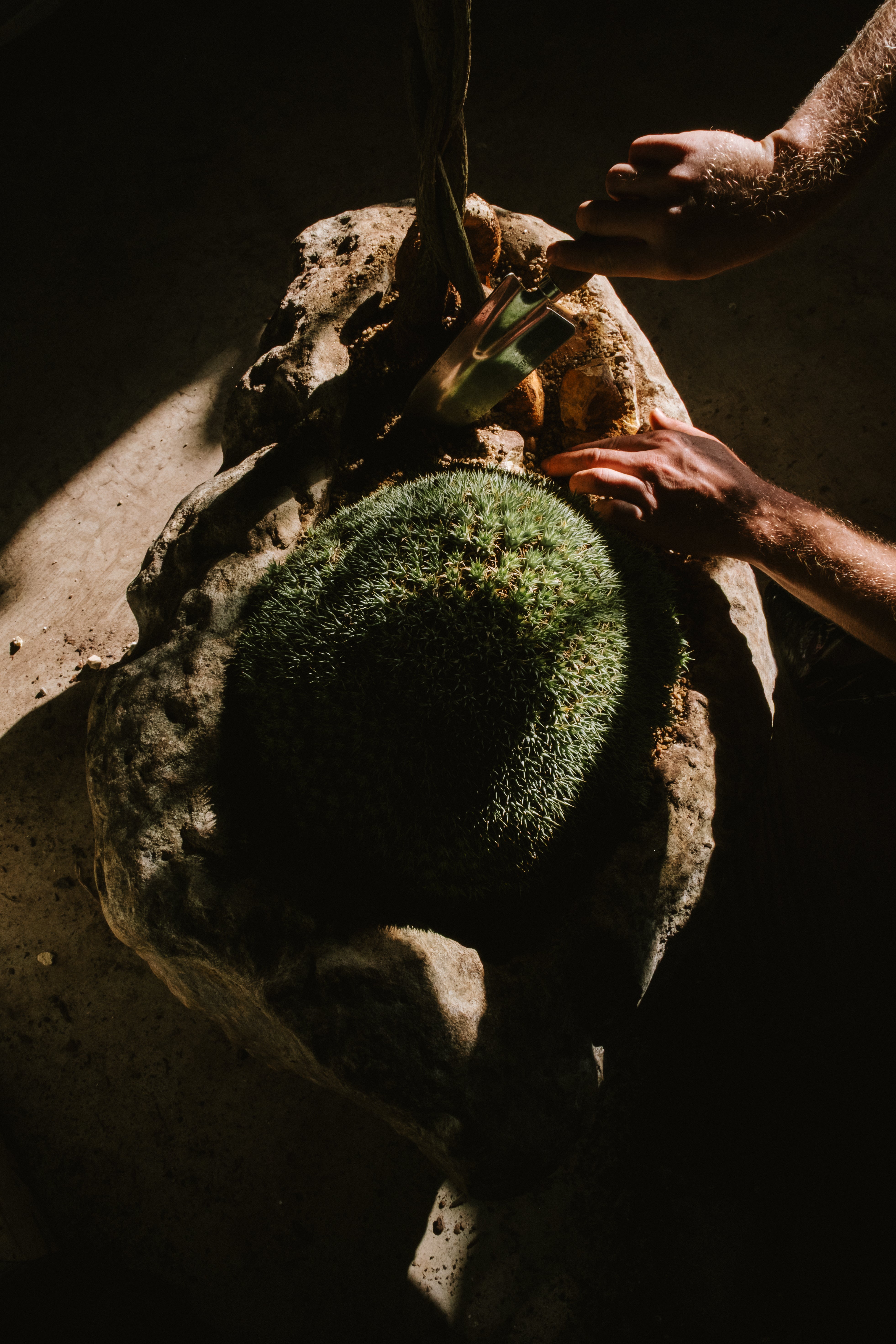 DEUTEROCOHNIA BREVIFOLIA AND BRACHYCHITON RUPESTRIS IN INDESIGN LIMESTONE POT