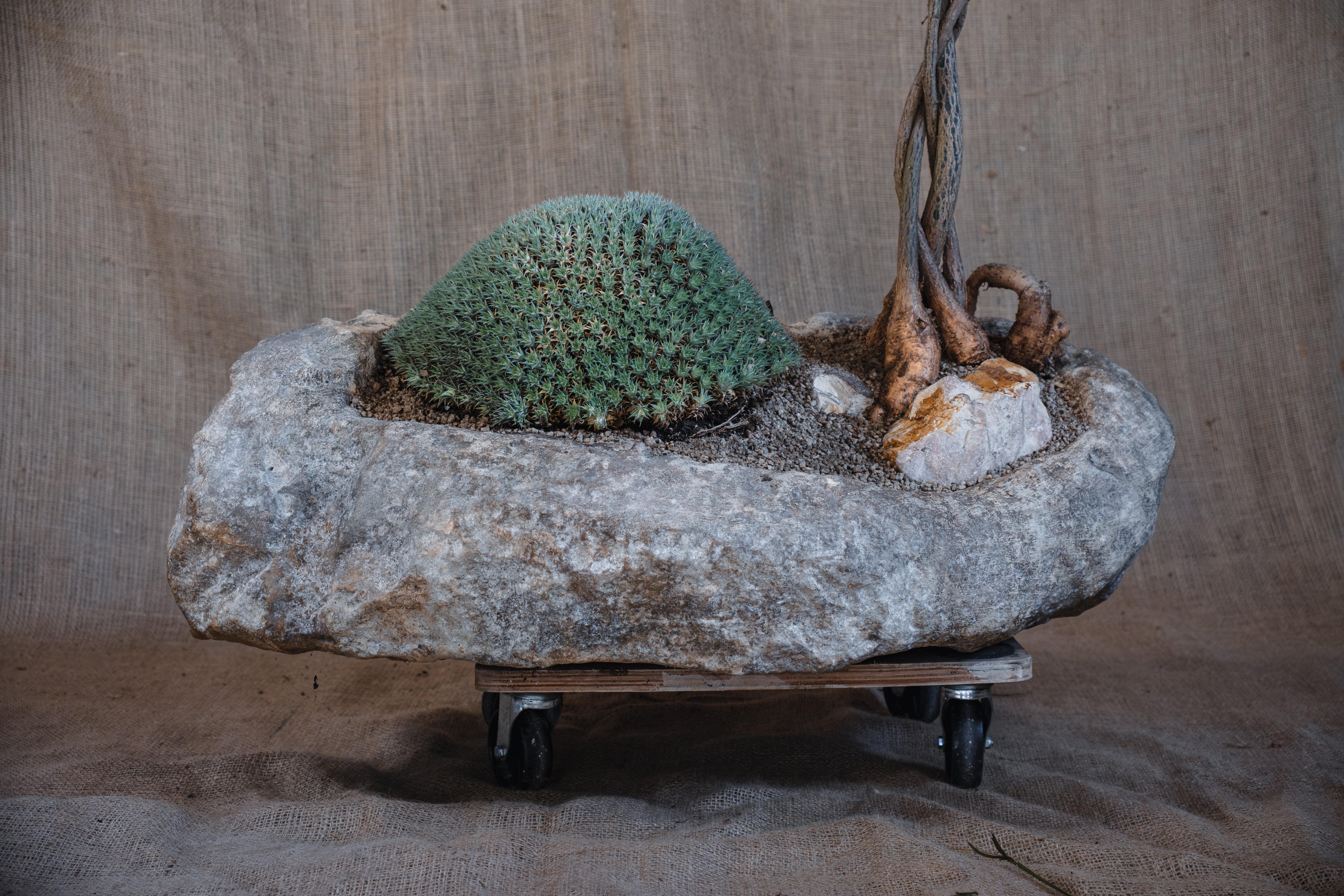 DEUTEROCOHNIA BREVIFOLIA AND BRACHYCHITON RUPESTRIS IN INDESIGN LIMESTONE POT