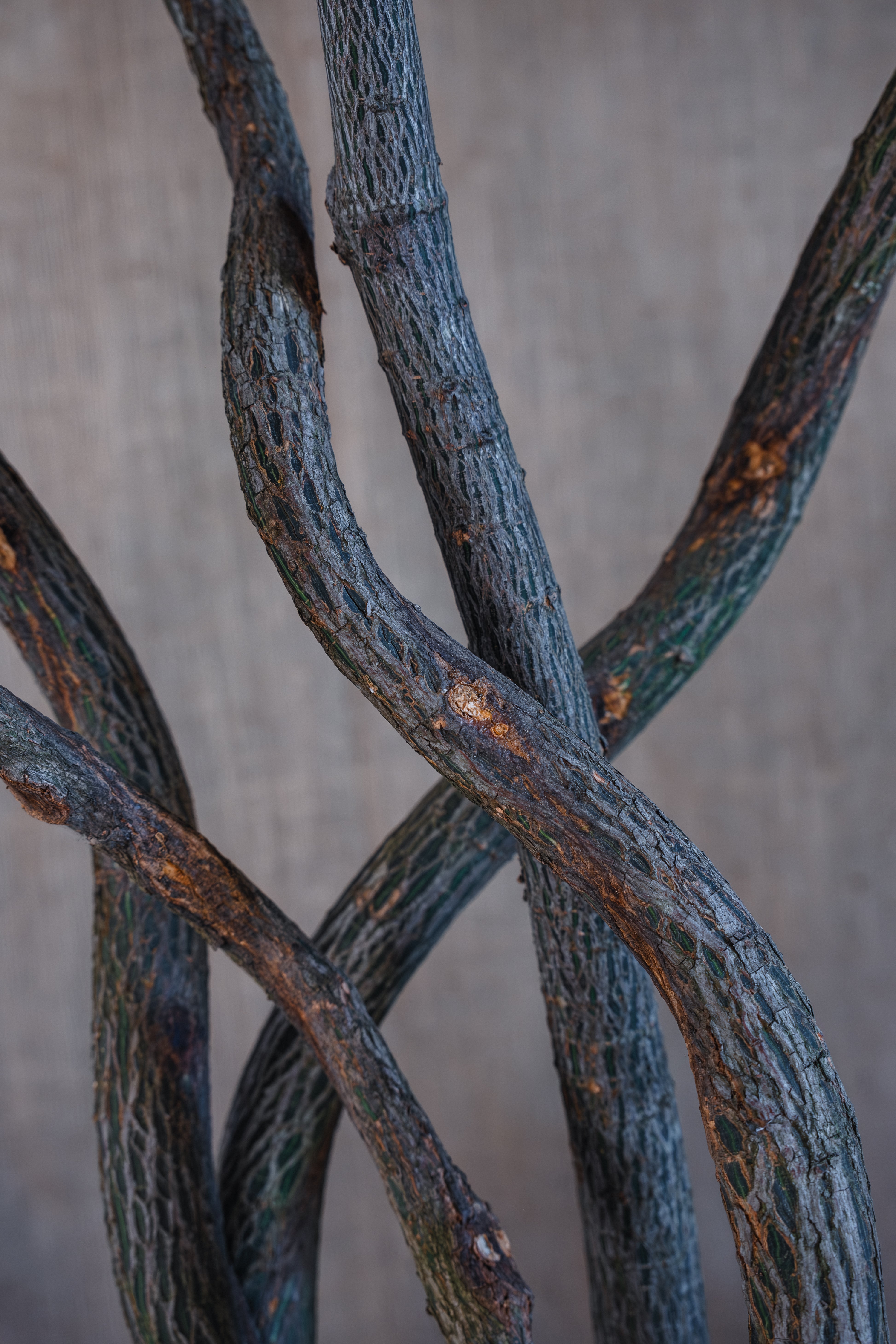 QLD BOTTLE TREE FOREST IN INDESIGN INDONESIAN LIMESTONE TROUGH