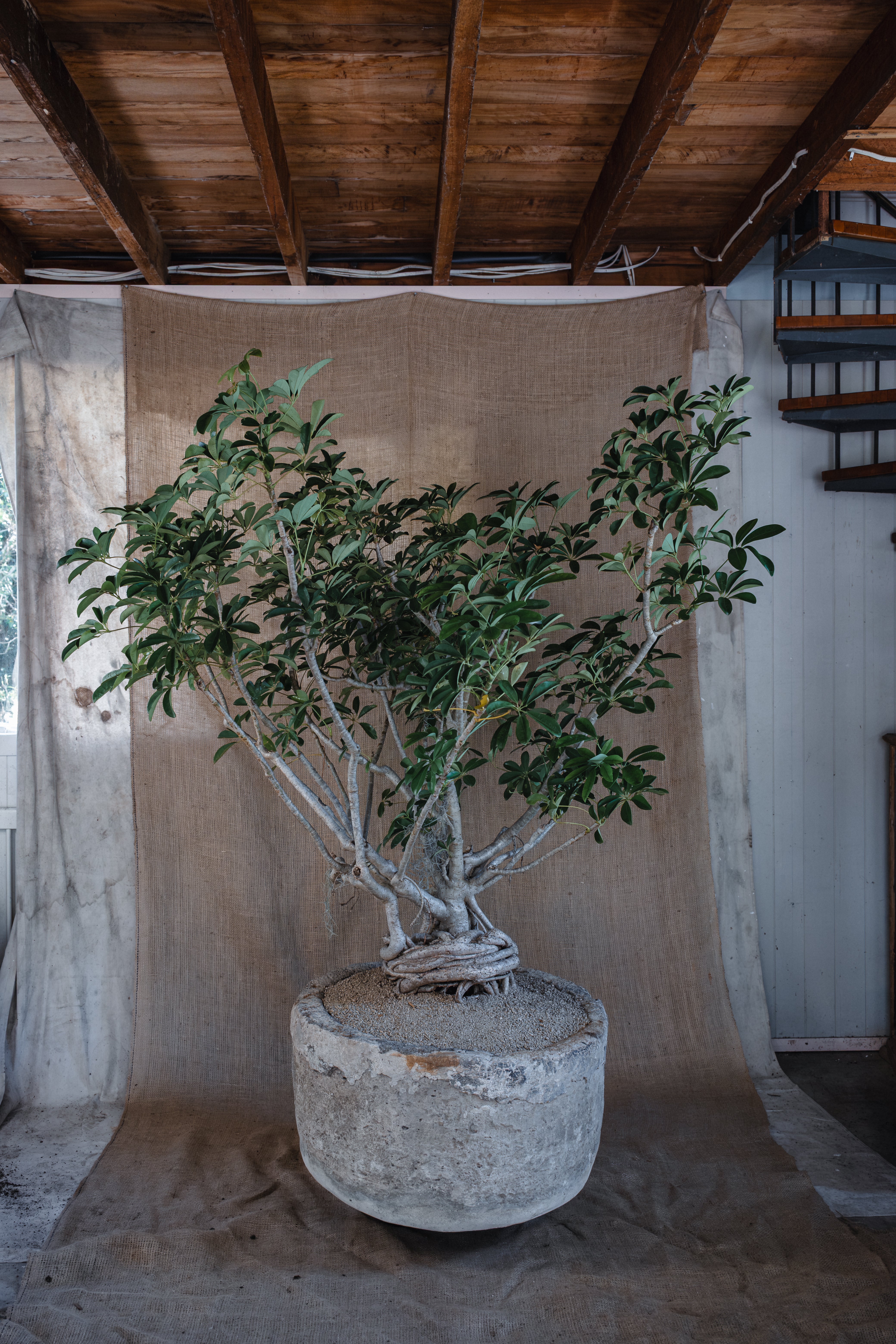 SCHEFFLERA ABRICOLA IN INDESIGN LIMESTONE TROUGH