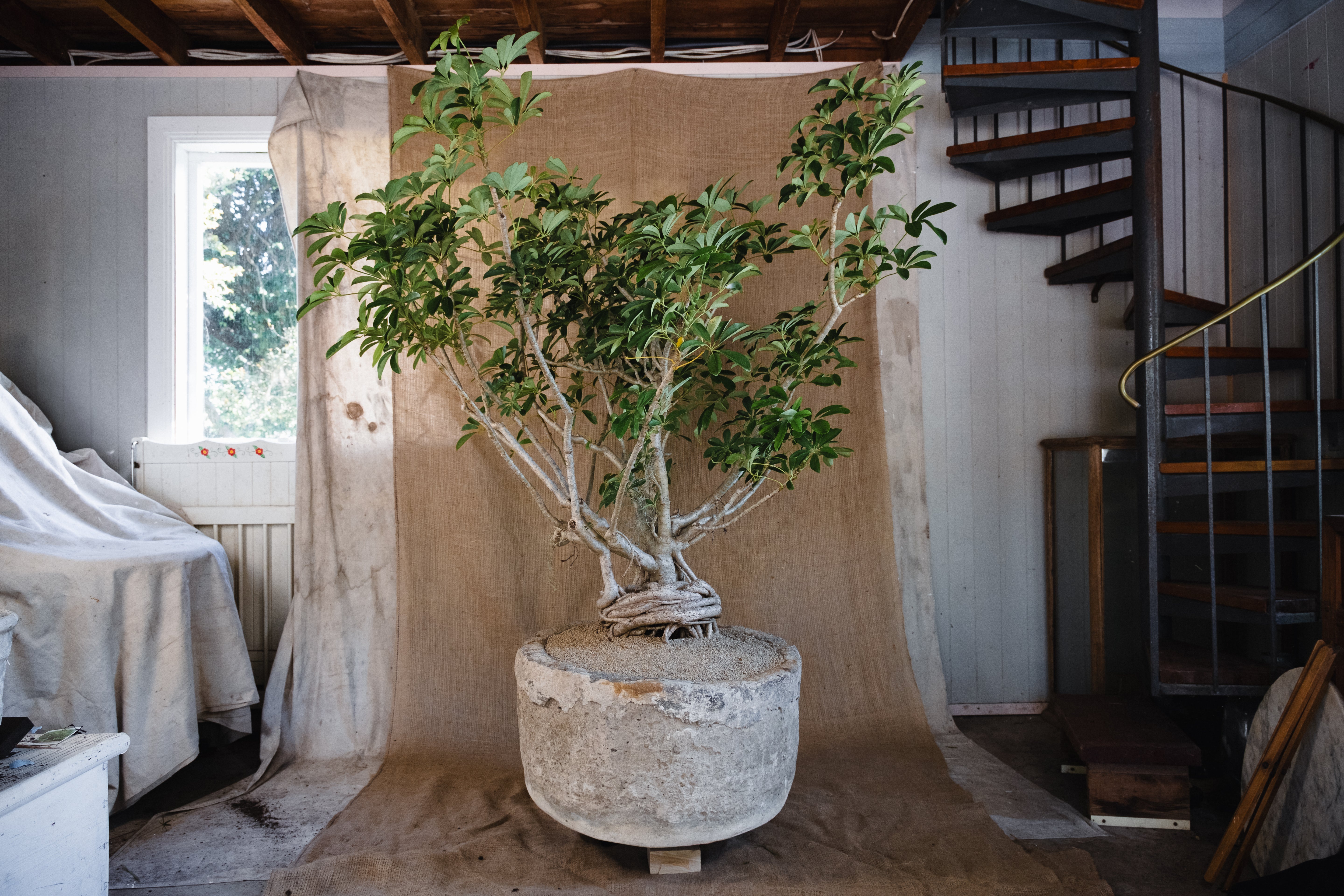 SCHEFFLERA ABRICOLA IN INDESIGN LIMESTONE TROUGH