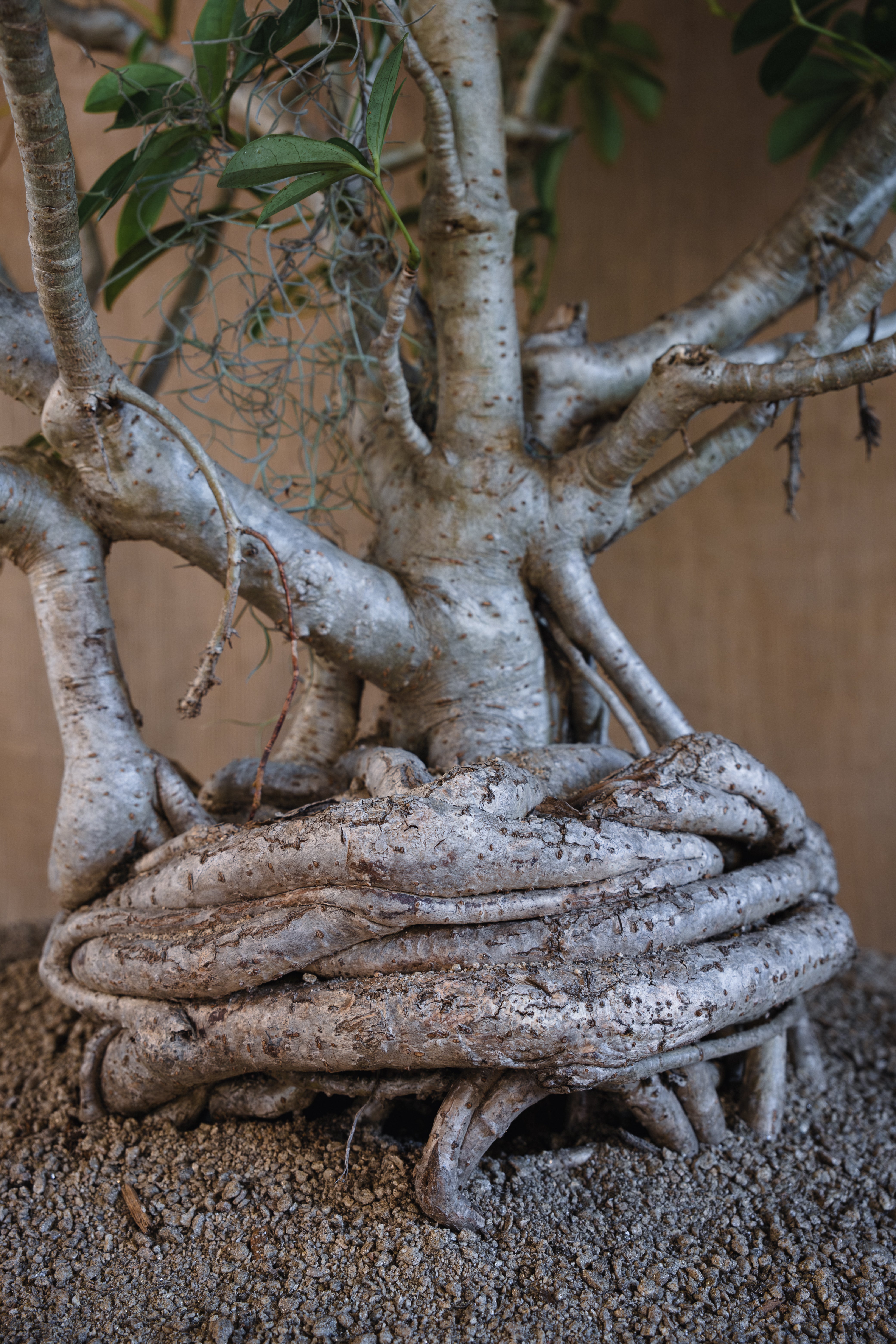 Bonsai tree with twisted trunk on a sandy surface