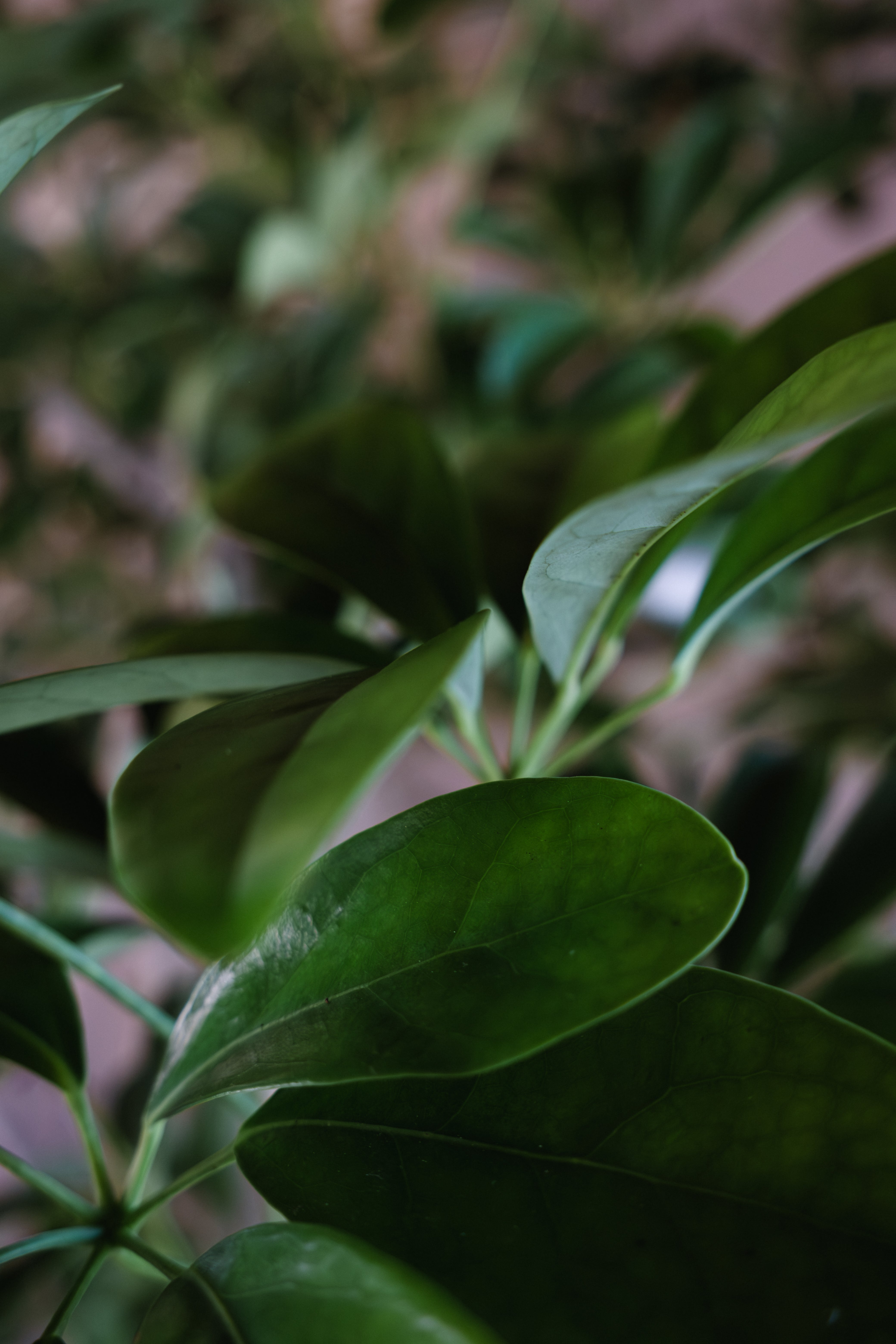 SCHEFFLERA ABRICOLA IN INDESIGN LIMESTONE TROUGH