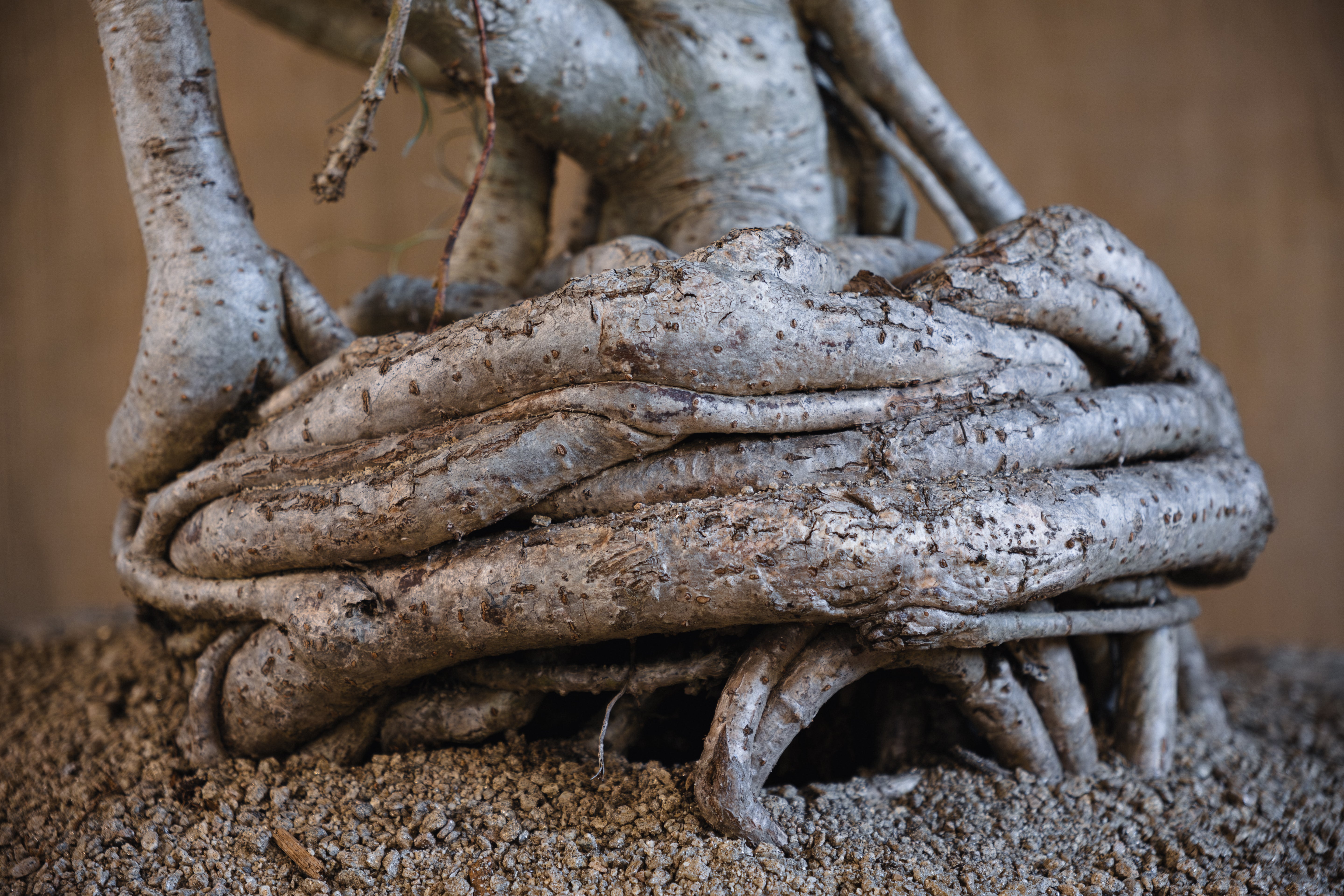 SCHEFFLERA ABRICOLA IN INDESIGN LIMESTONE TROUGH