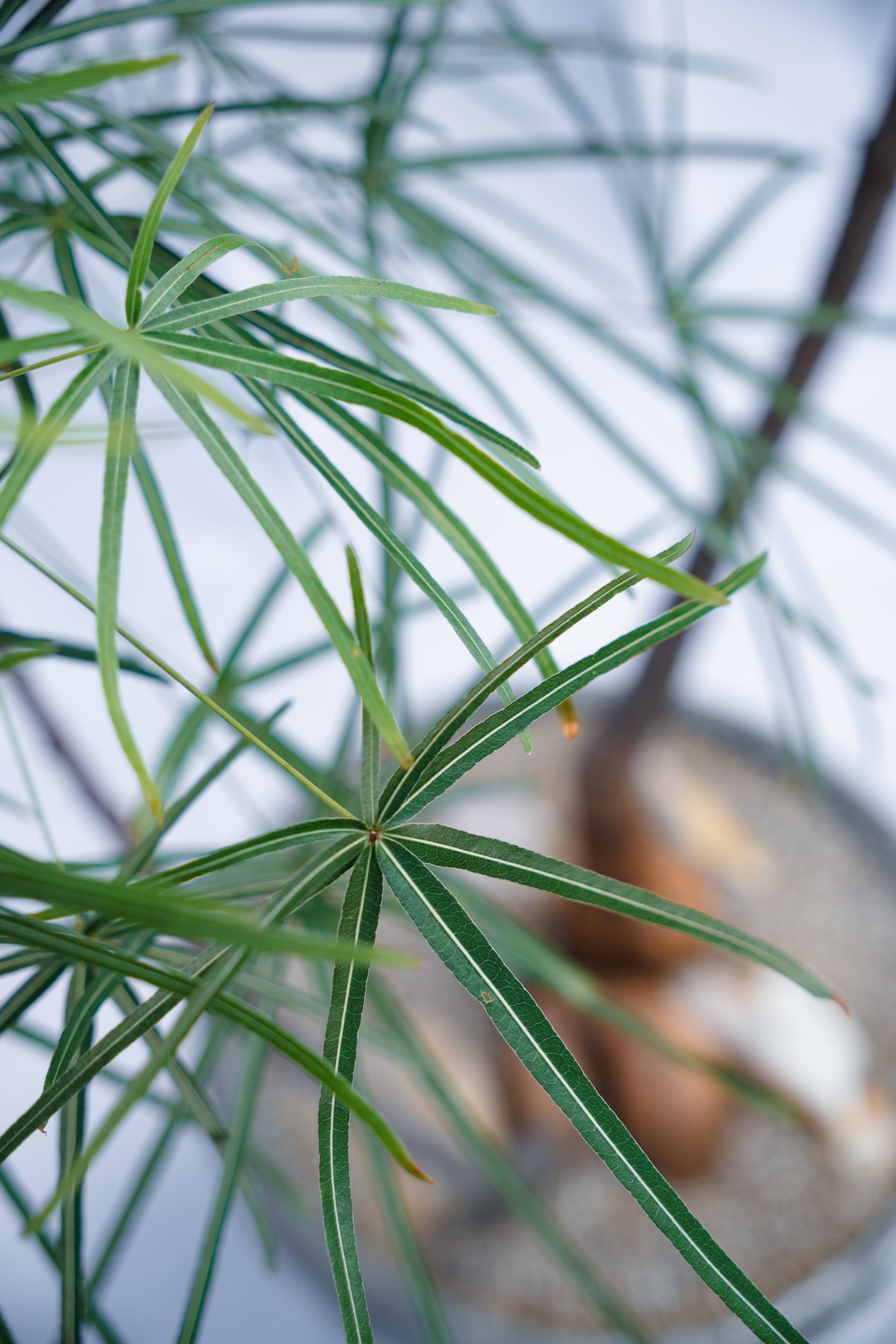 DOUBLE PLANTED BRACHYCHITON RUPESTRIS IN VINTAGE CONCRETE PLANTER