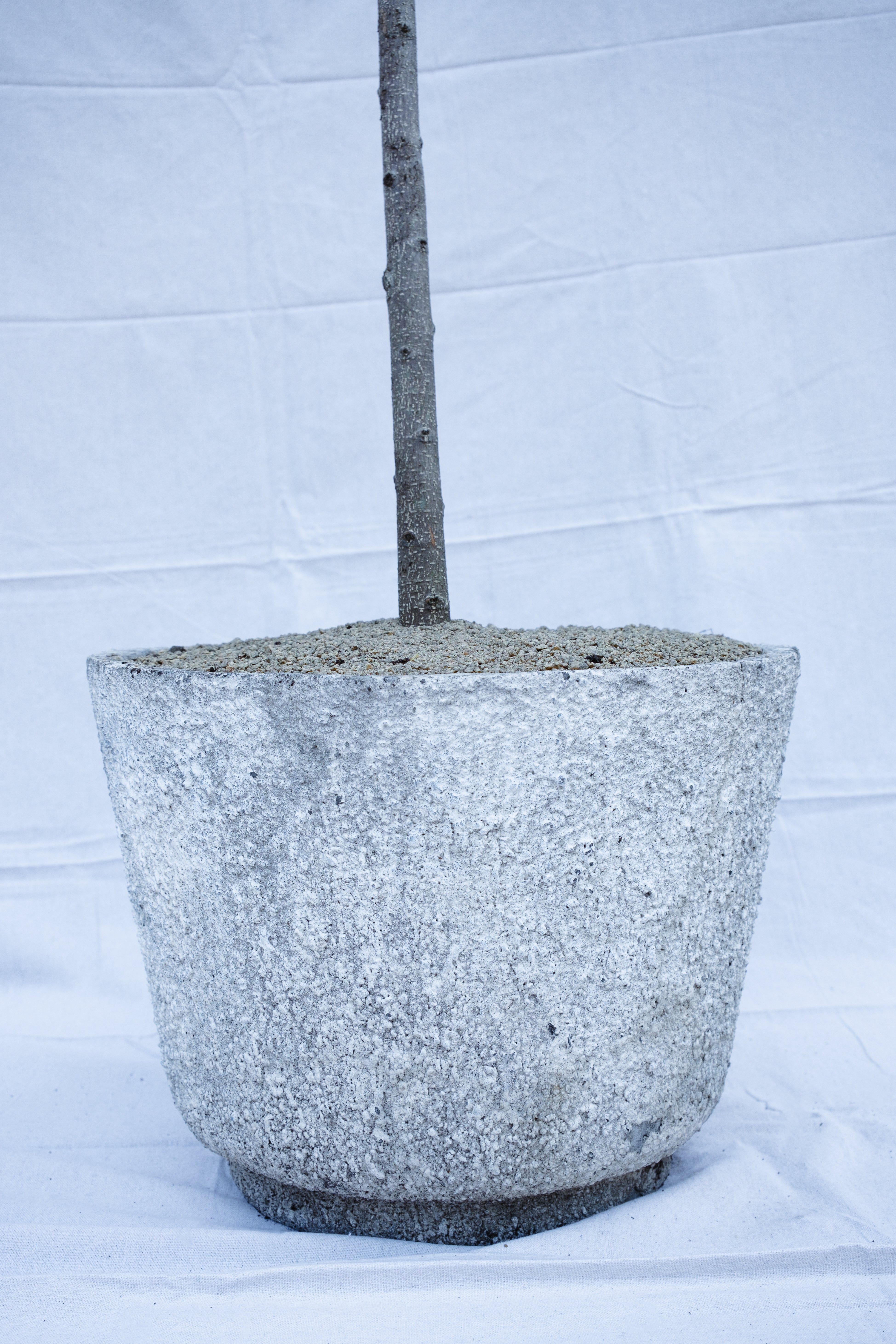 FICUS LONGIFOLIA IN VINTAGE CONCRETE PLANTER