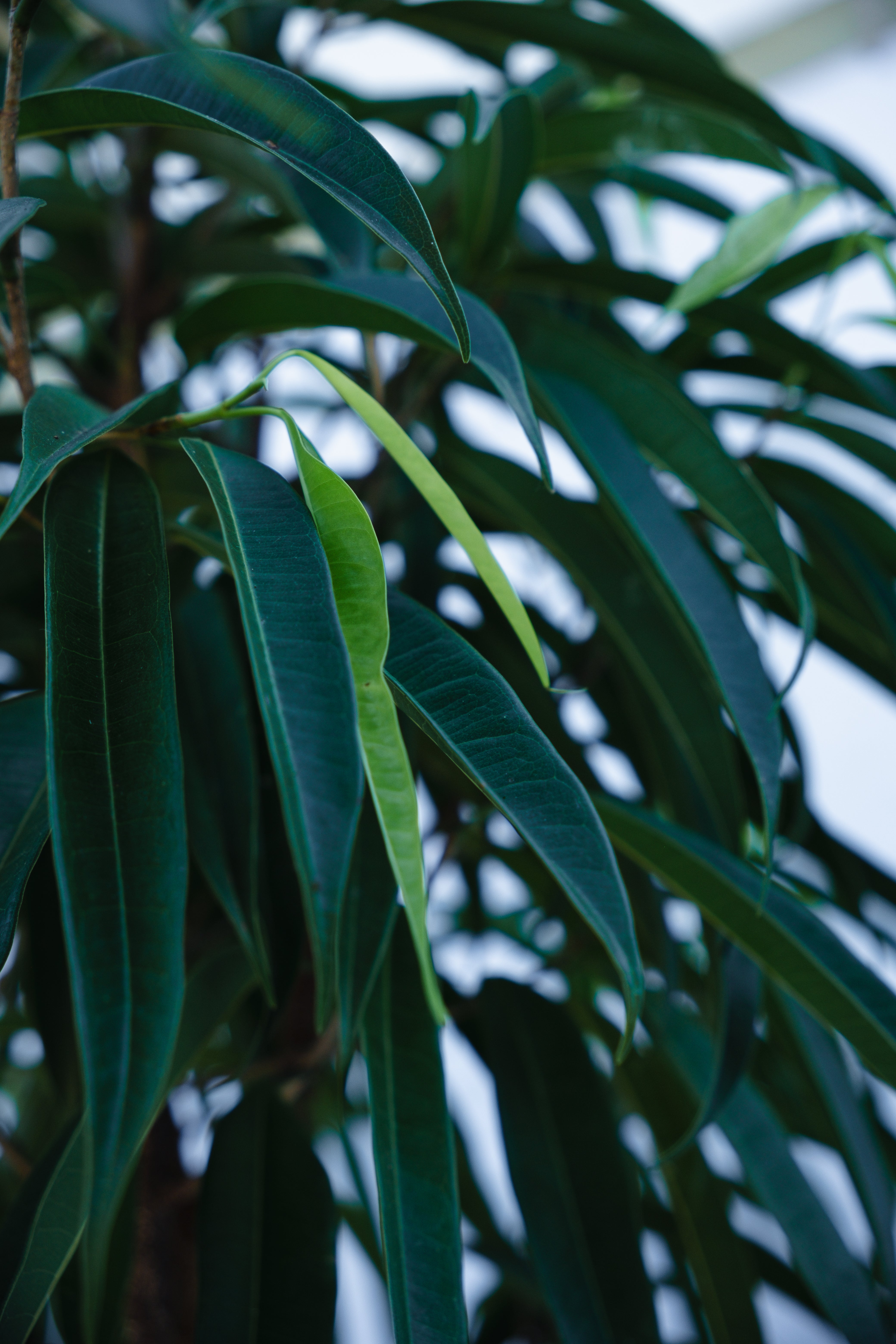 FICUS LONGIFOLIA IN VINTAGE CONCRETE PLANTER