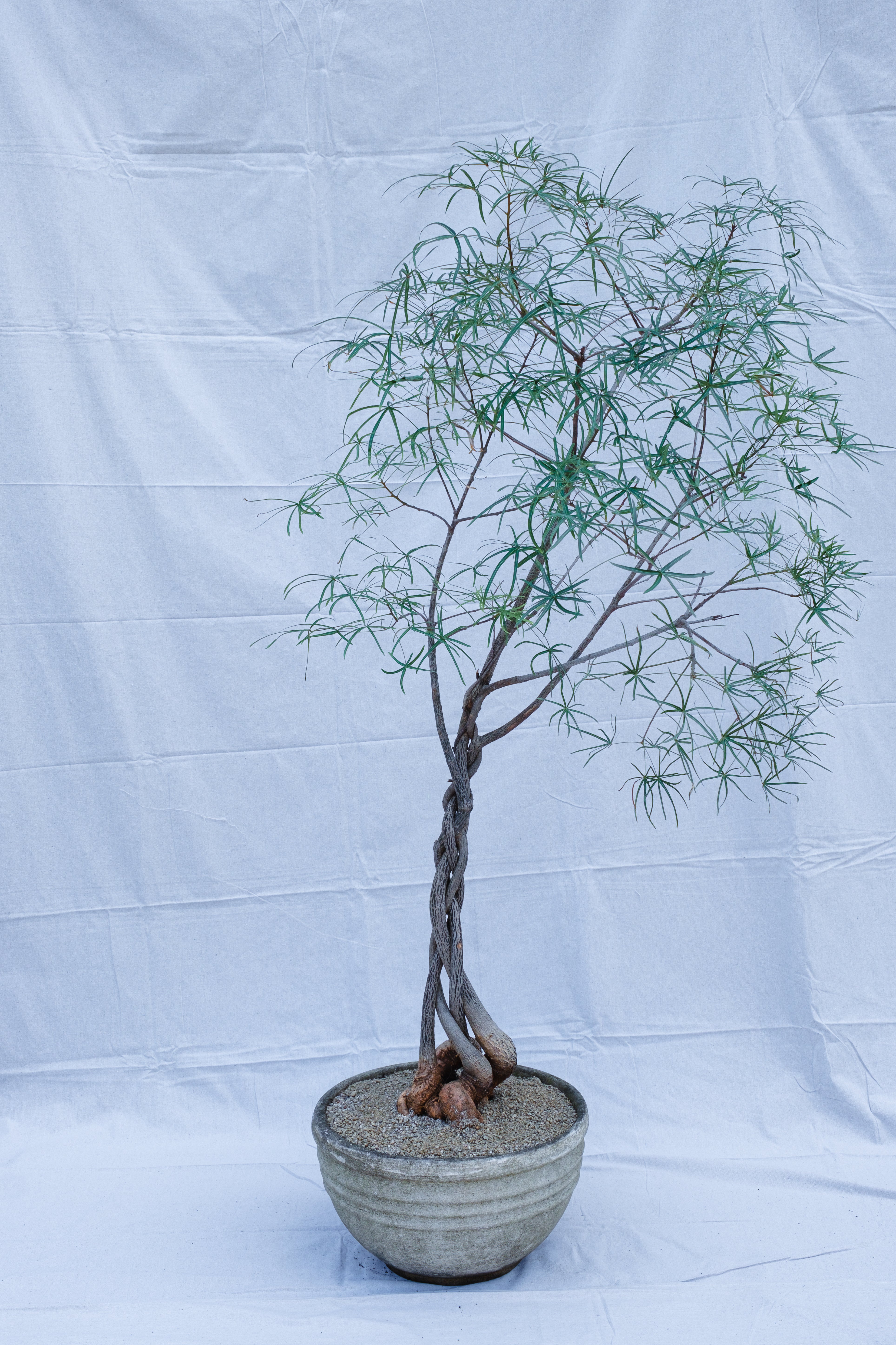 PLAITED QLD BOTTLE TREE IN CONCRETE PLANTER