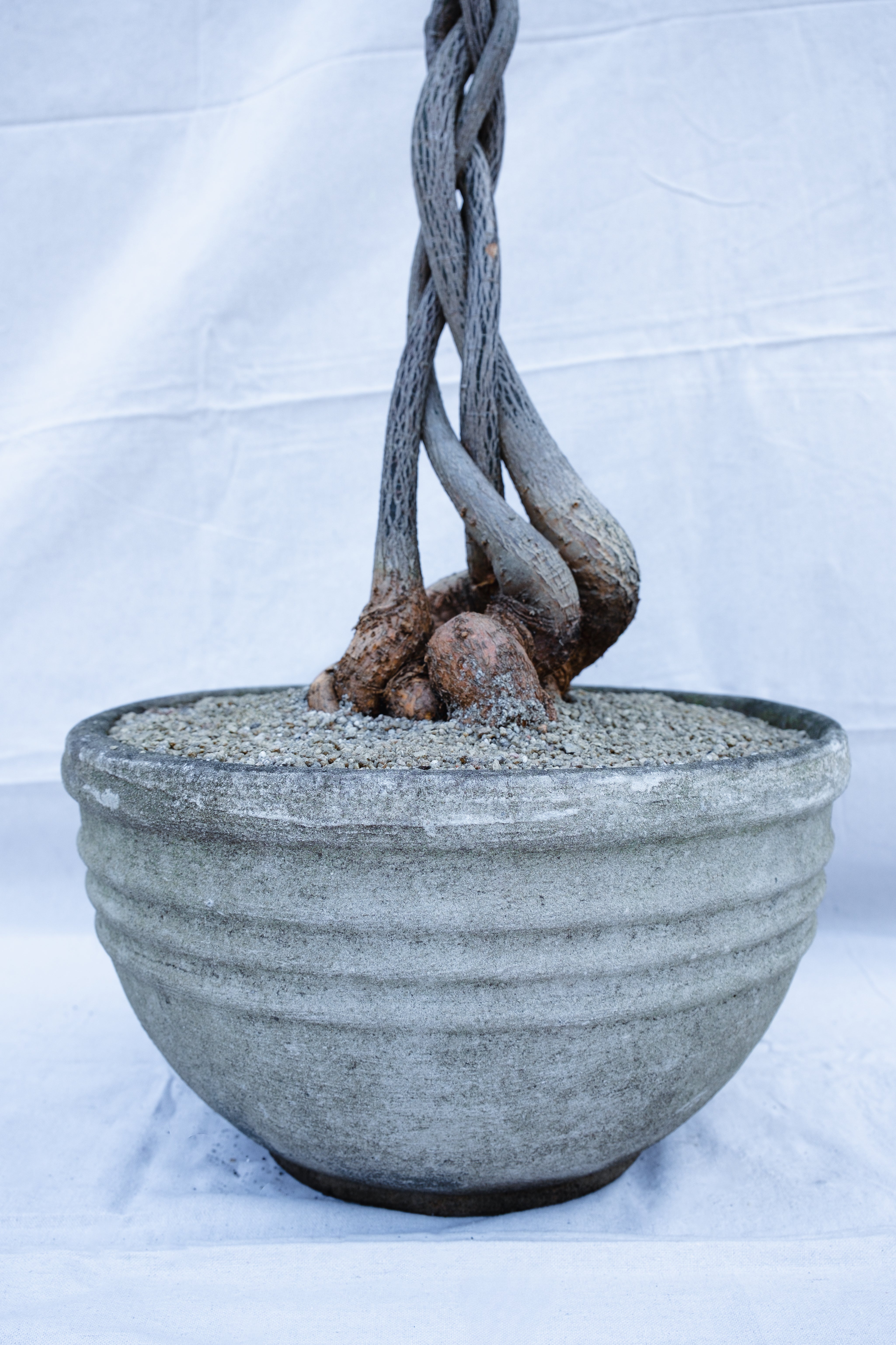 PLAITED QLD BOTTLE TREE IN CONCRETE PLANTER