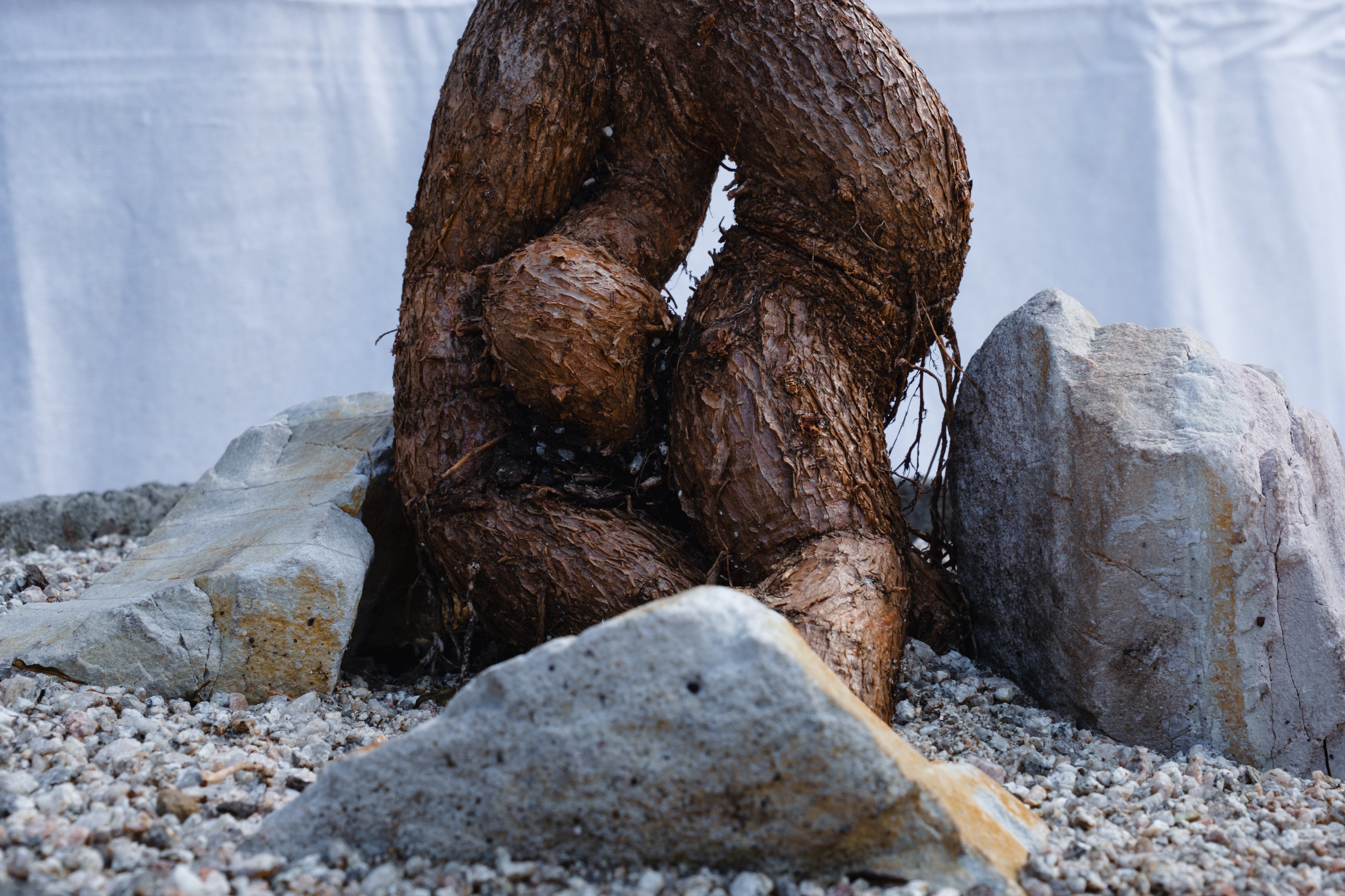 BRACHYCHITON RUPESTRIS IN VINTAGE CONCRETE PLANTER