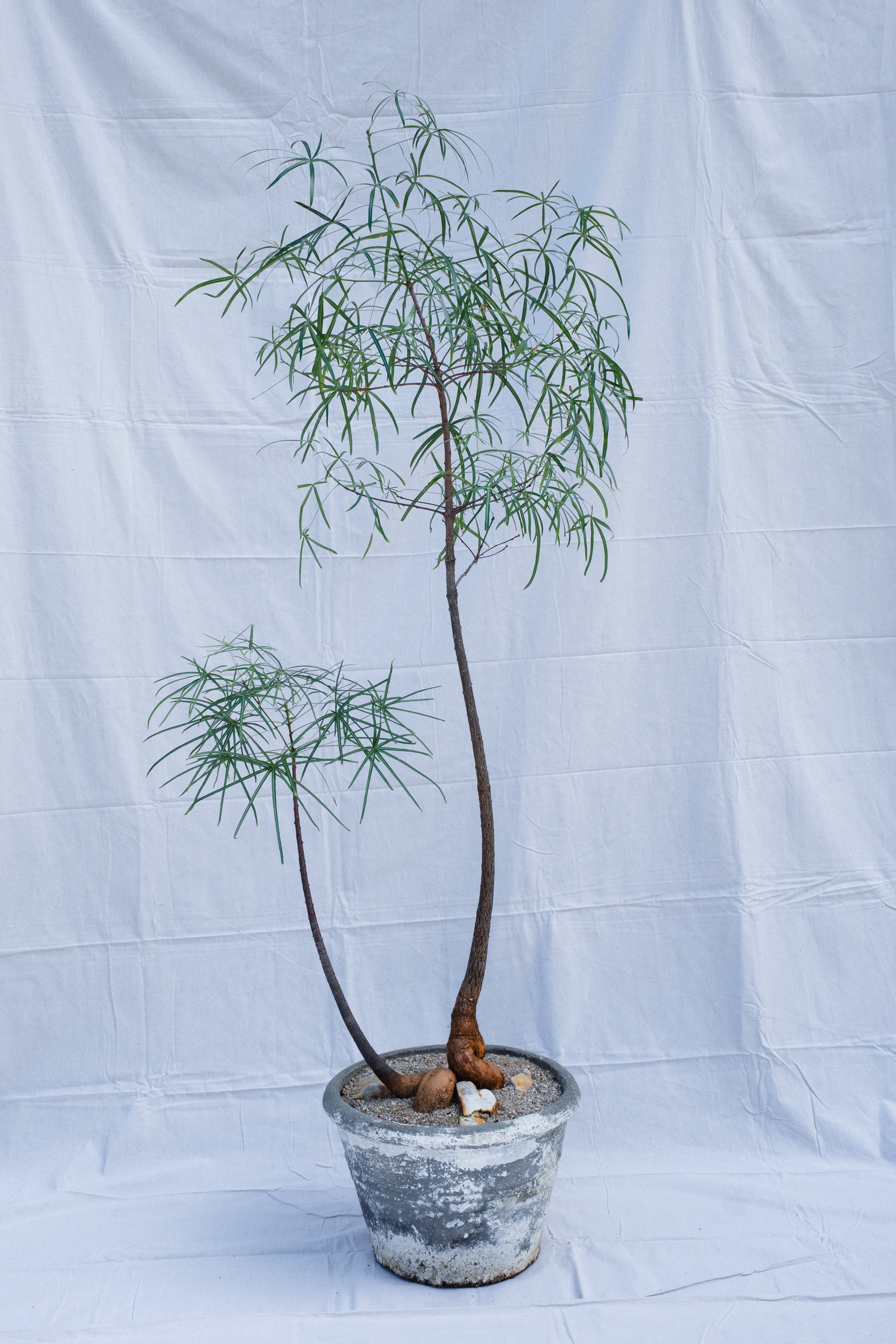 DOUBLE PLANTED BRACHYCHITON RUPESTRIS IN VINTAGE CONCRETE PLANTER