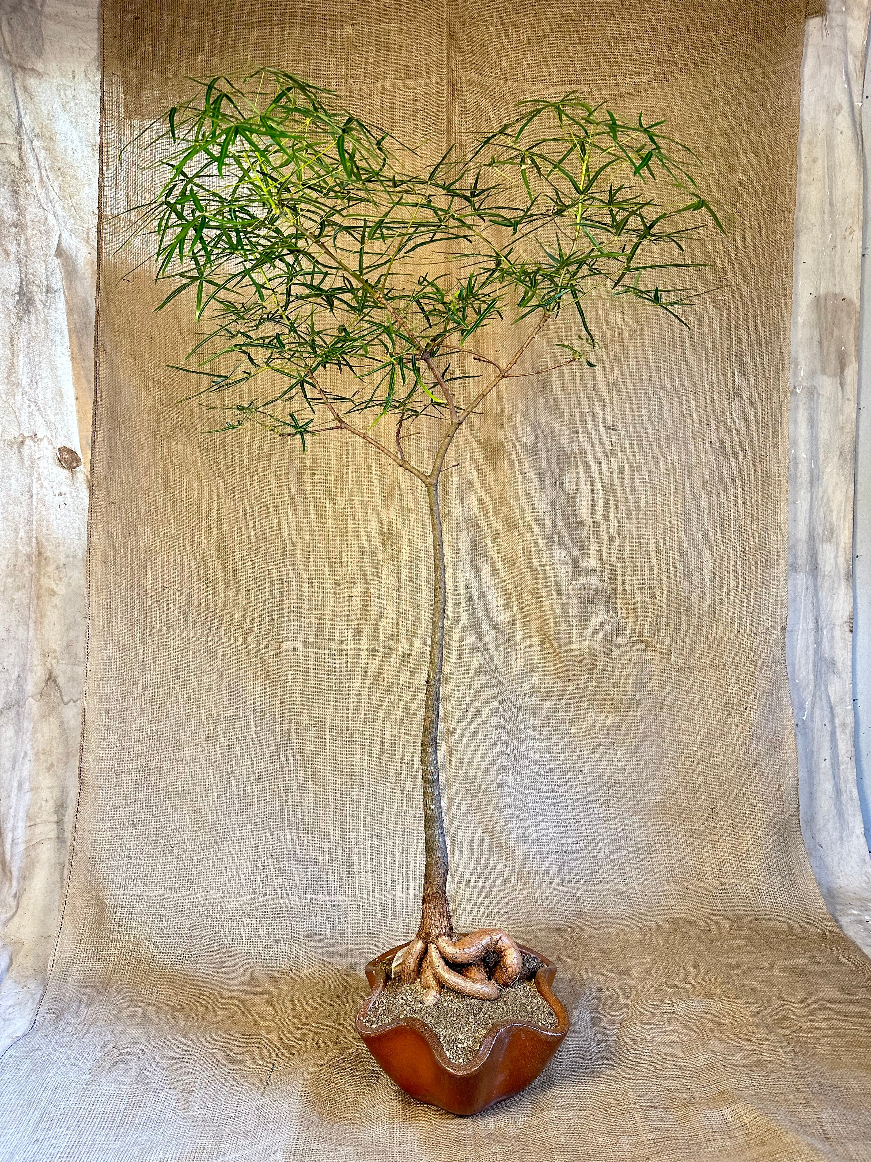 Bottle Tree (Brachychiton rupestris) in Dinmore Shell Planter