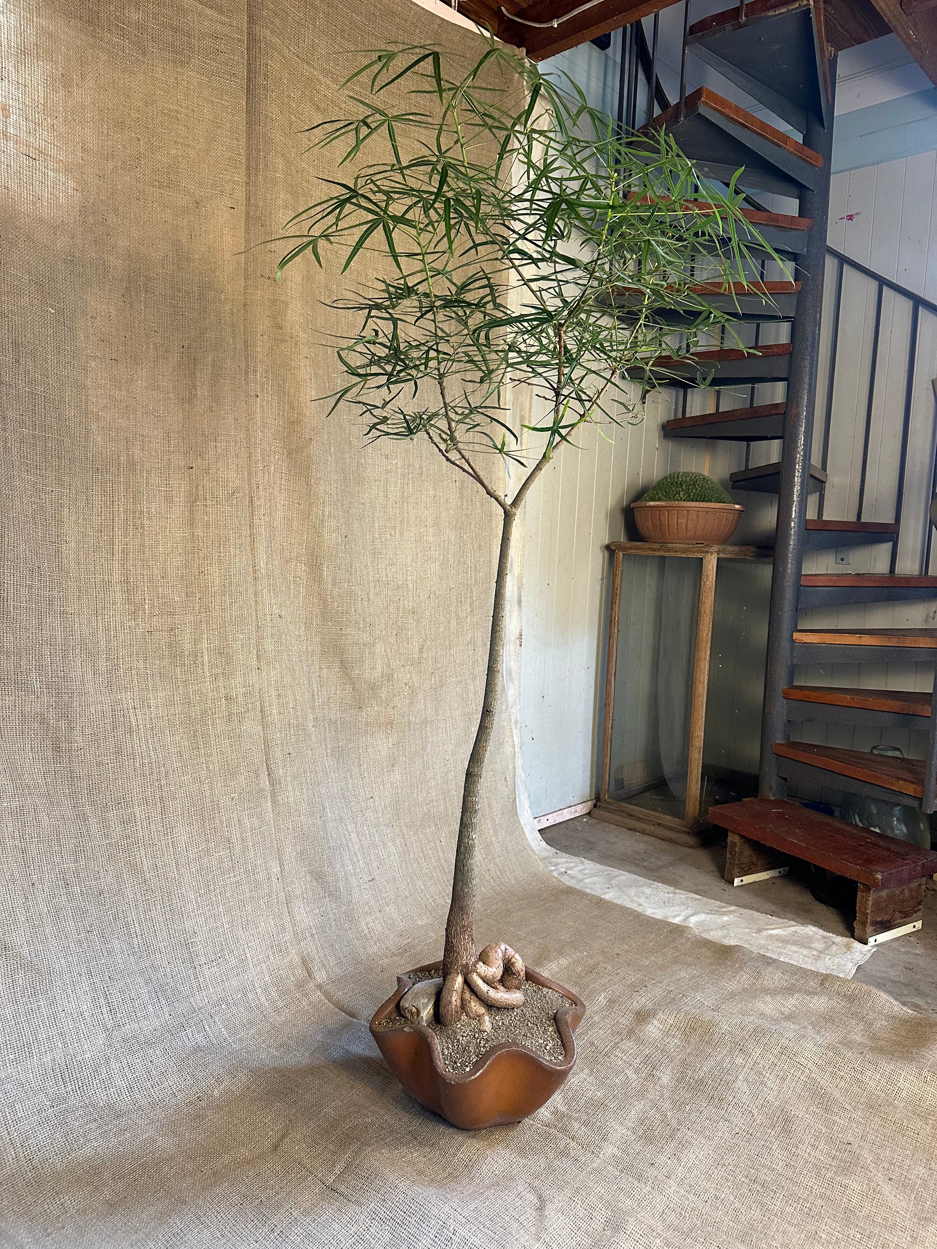 Bottle Tree (Brachychiton rupestris) in Dinmore Shell Planter