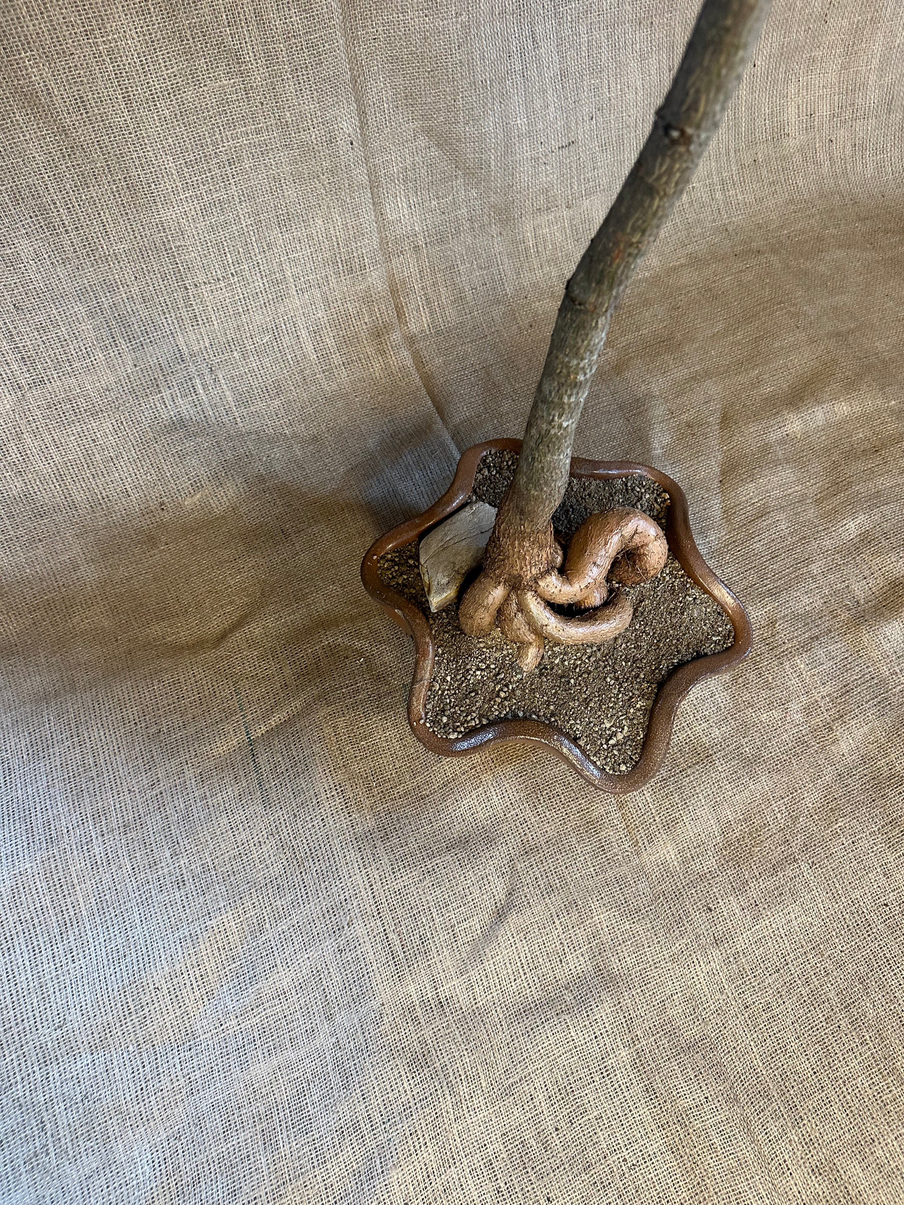 Bottle Tree (Brachychiton rupestris) in Dinmore Shell Planter