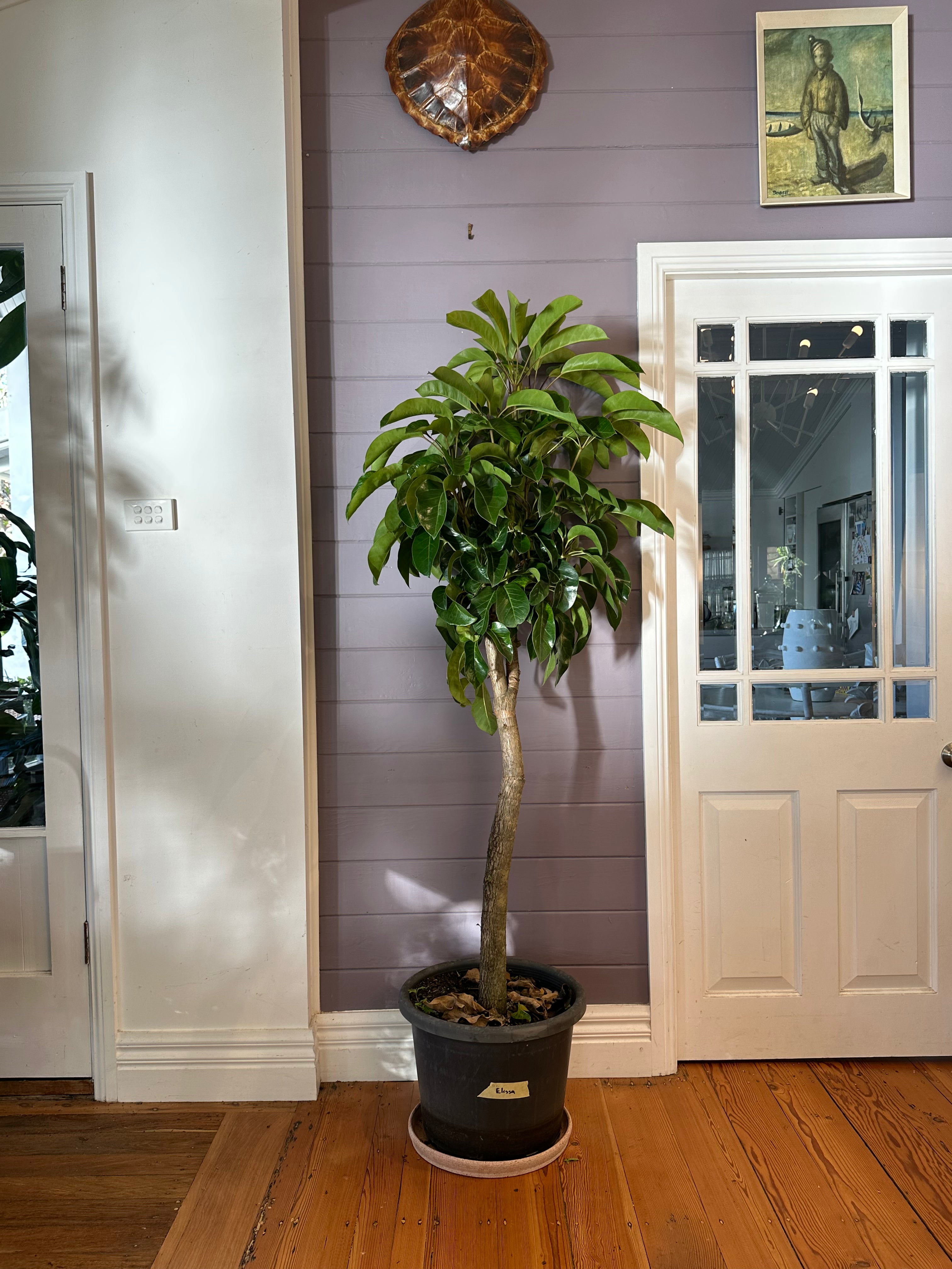 Australian Umbrella Tree / Schefflera amate / Ø40cm / 1.84m h / "Elissa"