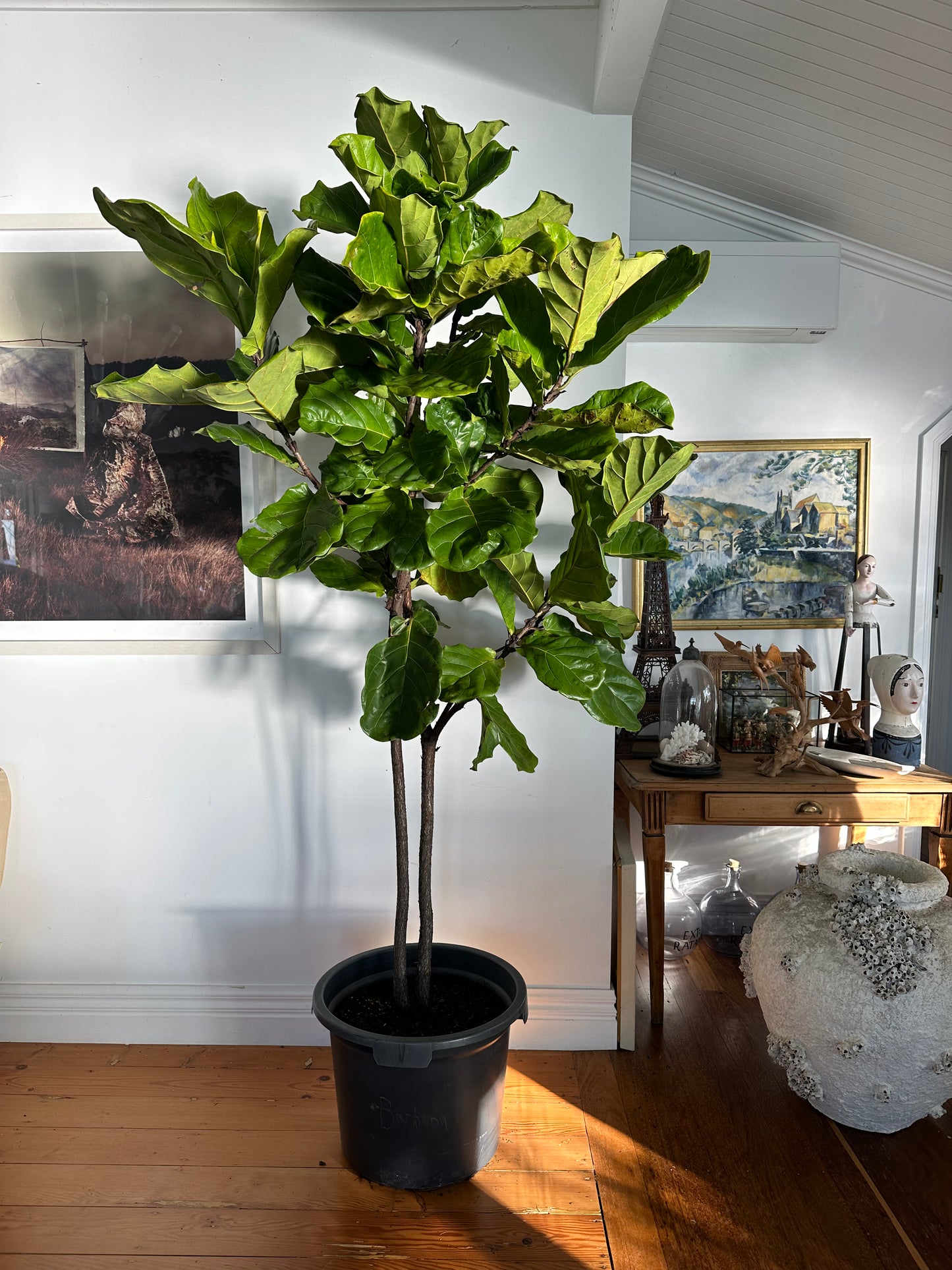 Tall fiddle leaf fig plant in pot delivered in Sydney by Demeter Plants