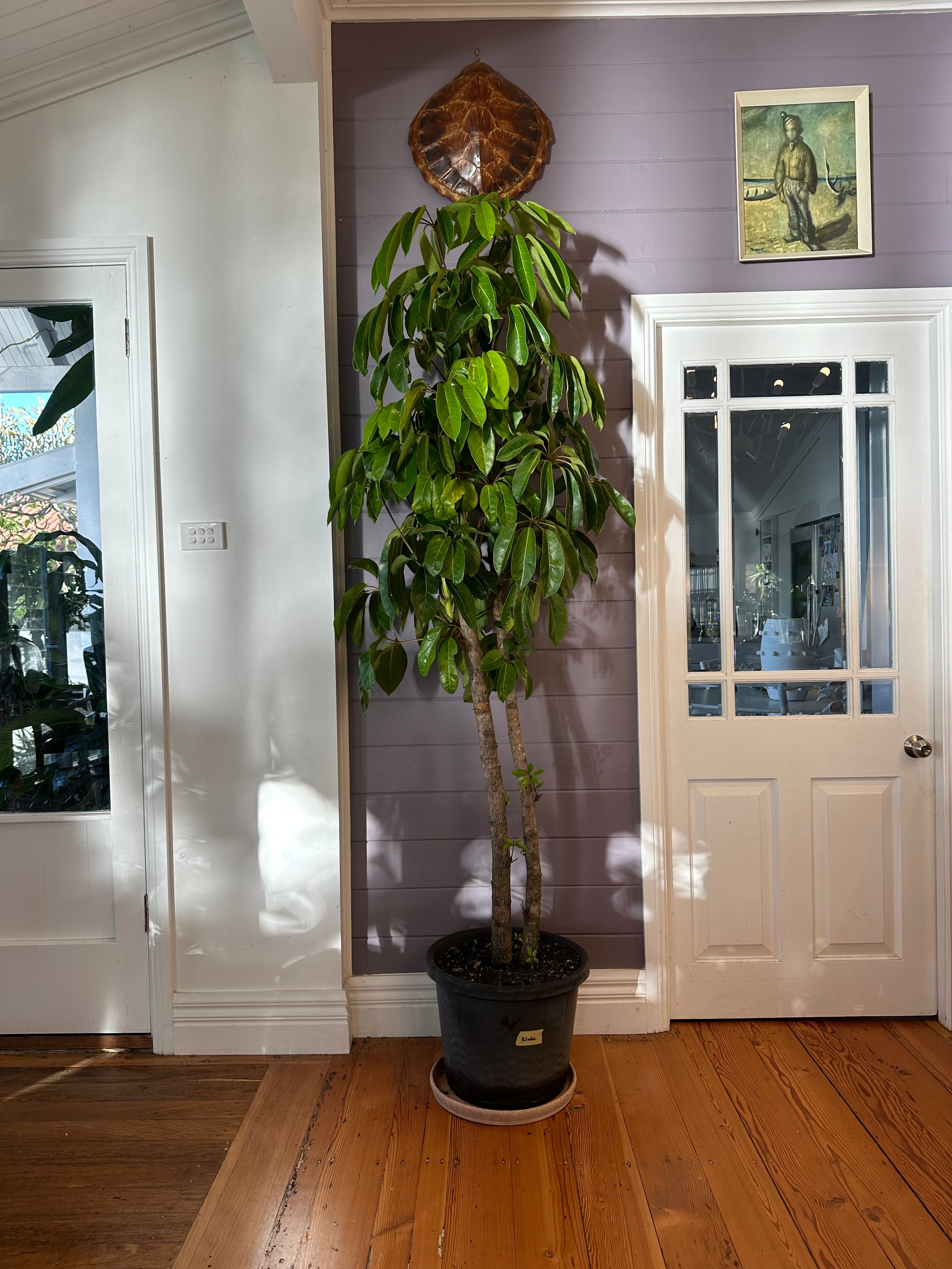 Australian Umbrella Tree / Schefflera amate / Ø40cm / 2.1m / “Elodie”