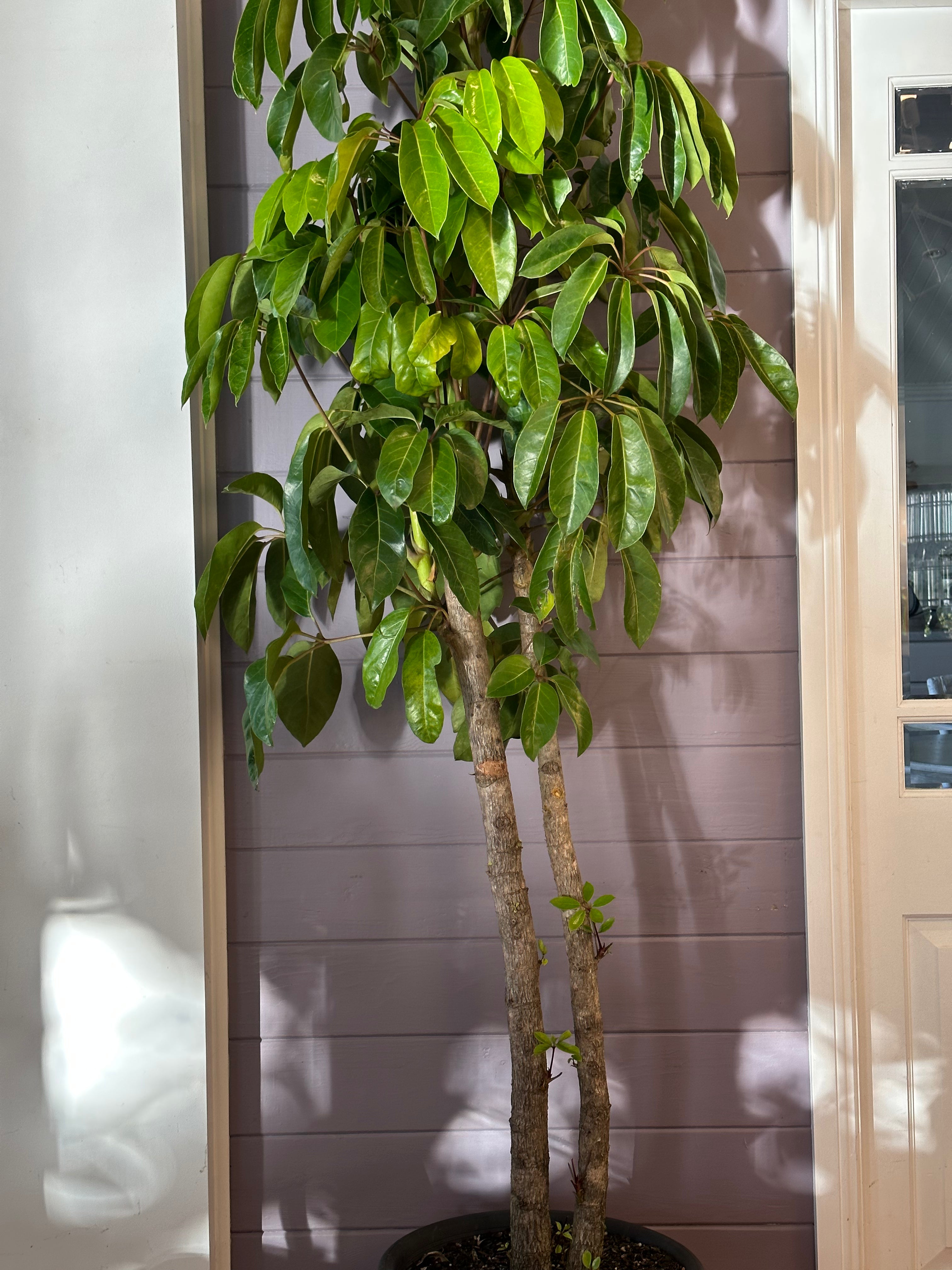 Australian Umbrella Tree / Schefflera amate / Ø40cm / 2.1m / “Elodie”