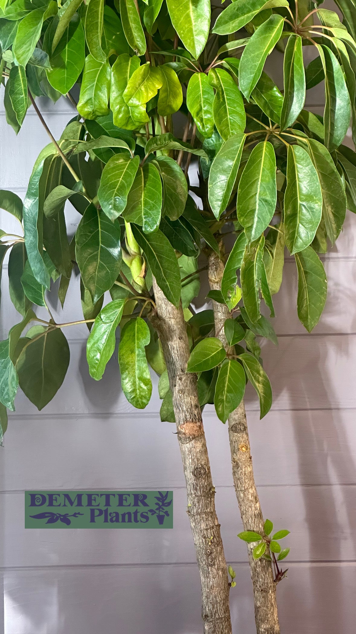 Australian Umbrella Tree / Schefflera amate / Ø40cm / 2.1m / “Elodie”