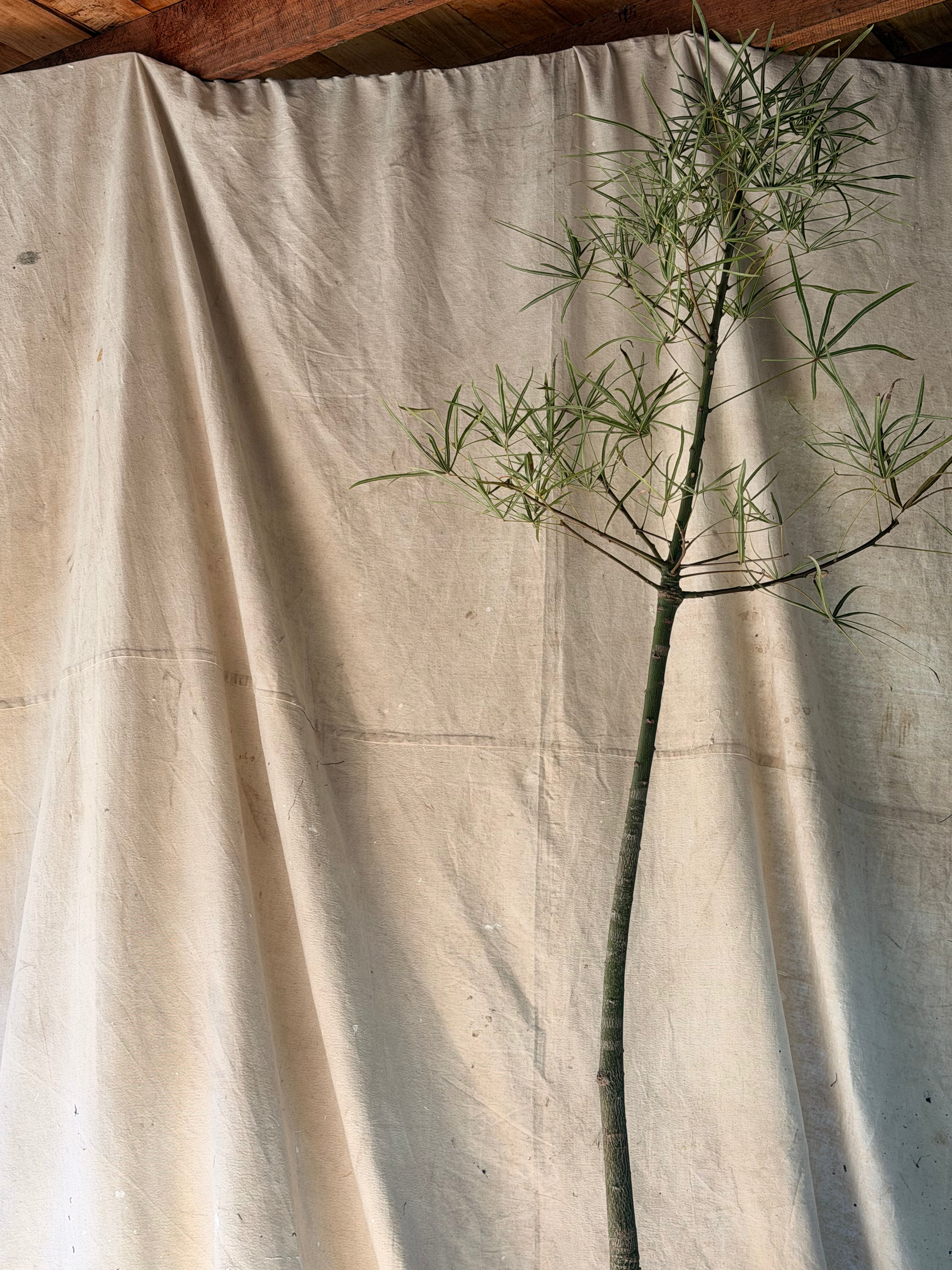 Queensland Bottle Tree (Brachychiton rupestris) in Tripod Sputnik Planter w Raised Motif, circa 1960s