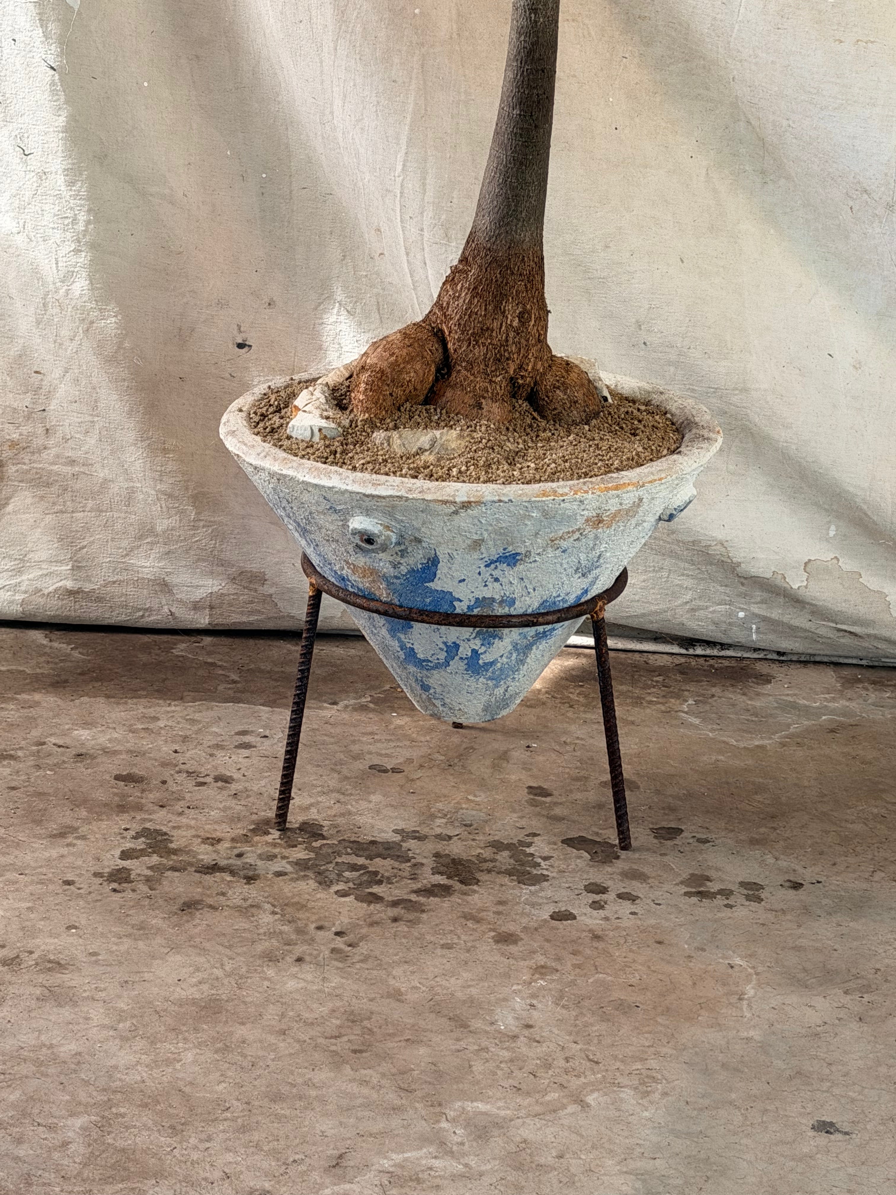 Queensland Bottle Tree (Brachychiton rupestris) in Conical Pot with White and Blue Weathered Patina and Metal Stand