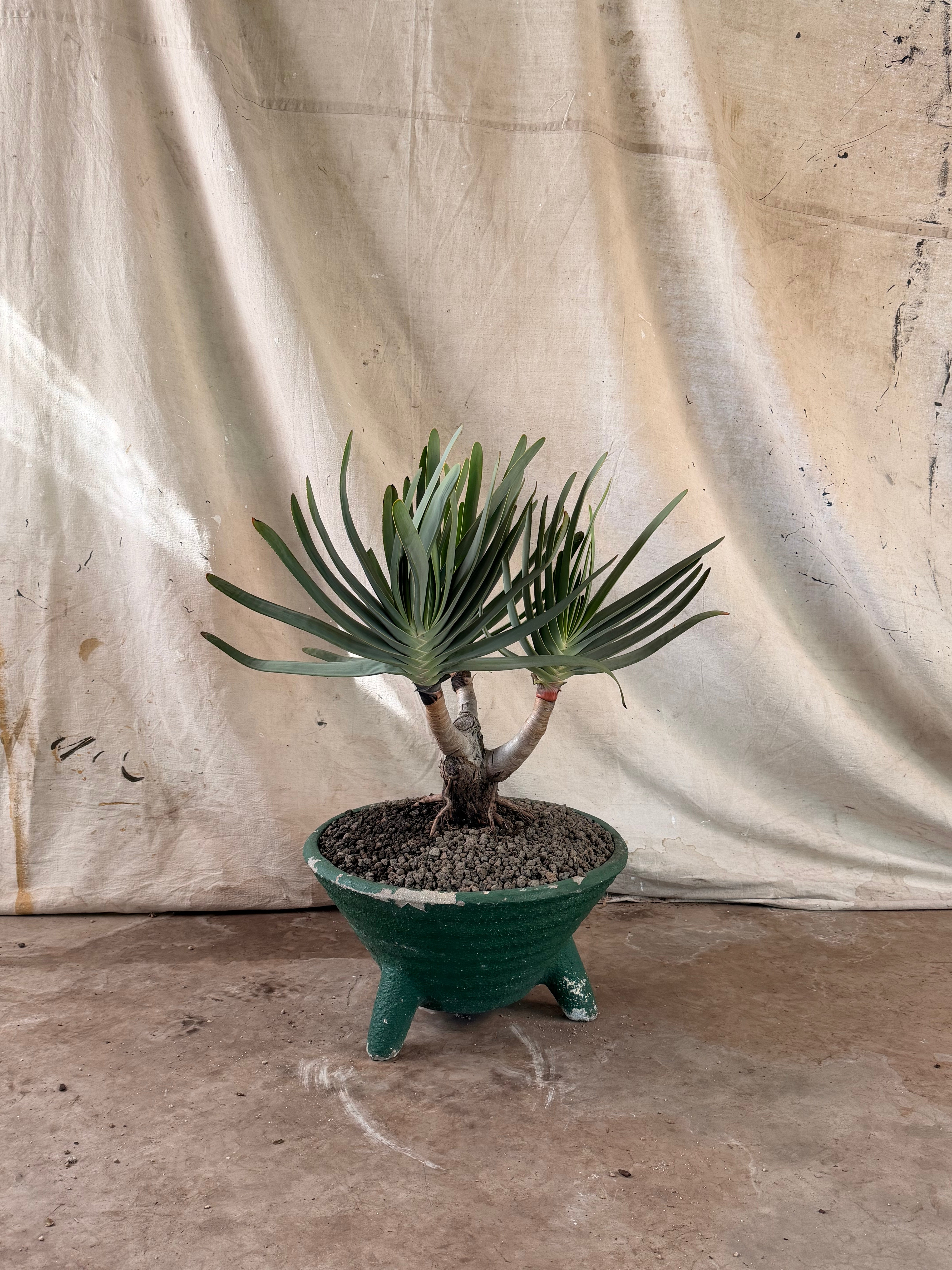 Fan Aloe (Kumara plicatillis) in Green, Horizontally Ribbed Cast Concrete Planter with Tripod Feet.