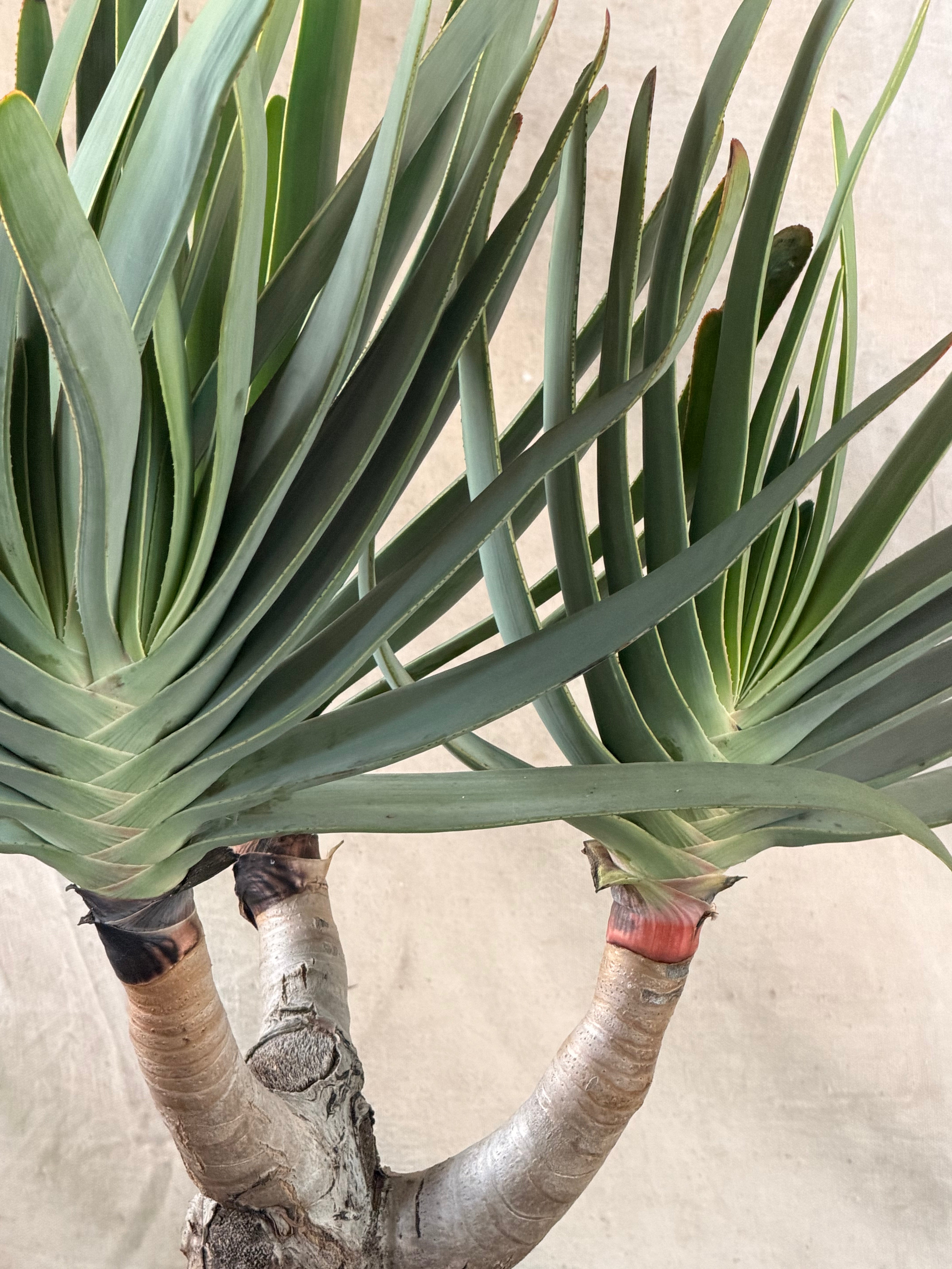 Fan Aloe (Kumara plicatillis) in Green, Horizontally Ribbed Cast Concrete Planter with Tripod Feet.