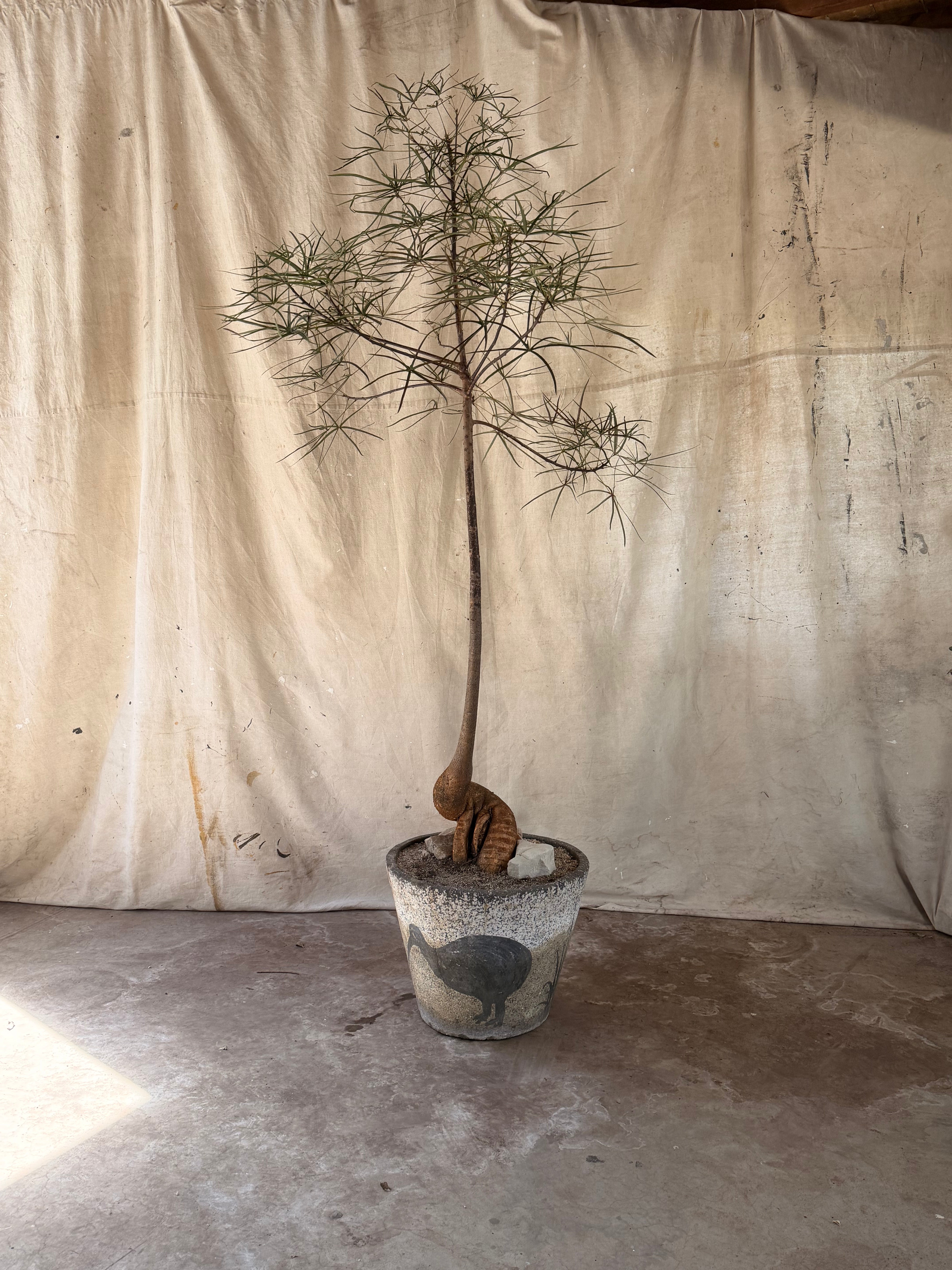 Queensland Bottle Tree (Brachychiton rupestris) in 1960's Bird Relief Planter