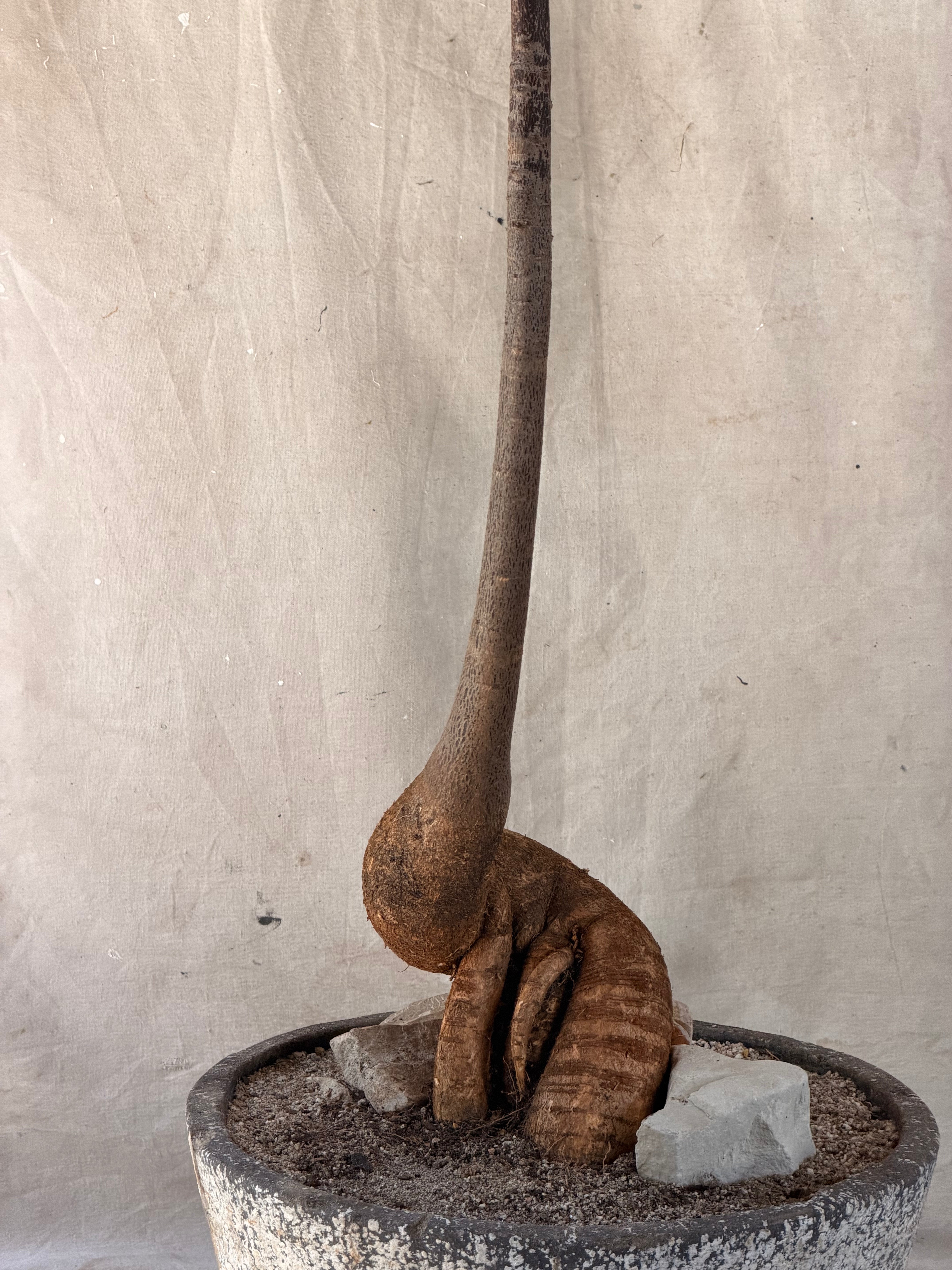 Queensland Bottle Tree (Brachychiton rupestris) in 1960's Bird Relief Planter
