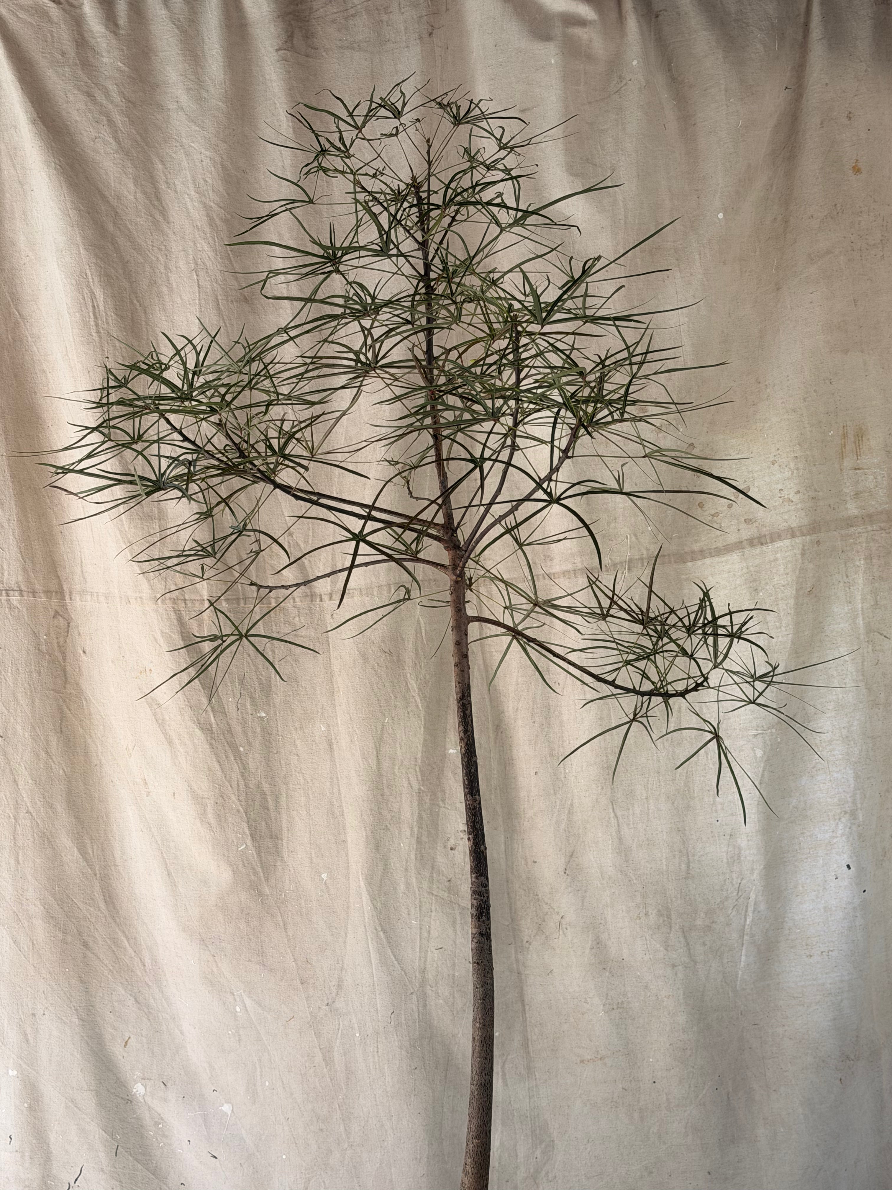 Queensland Bottle Tree (Brachychiton rupestris) in 1960's Bird Relief Planter