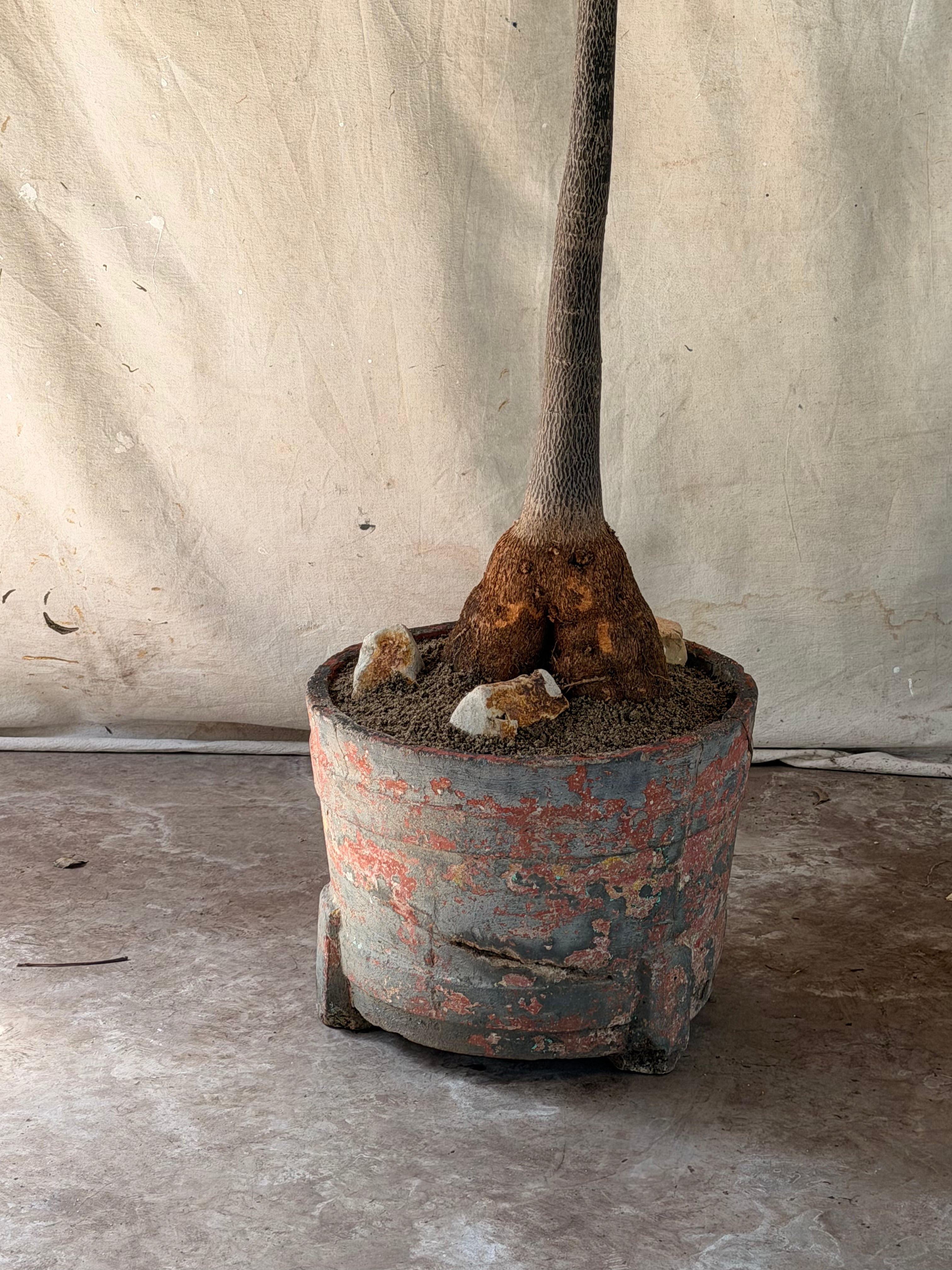 Queensland Bottle Tree (Brachychiton rupestris) in Banded Concrete Planter with Original Patina circa 1960s
