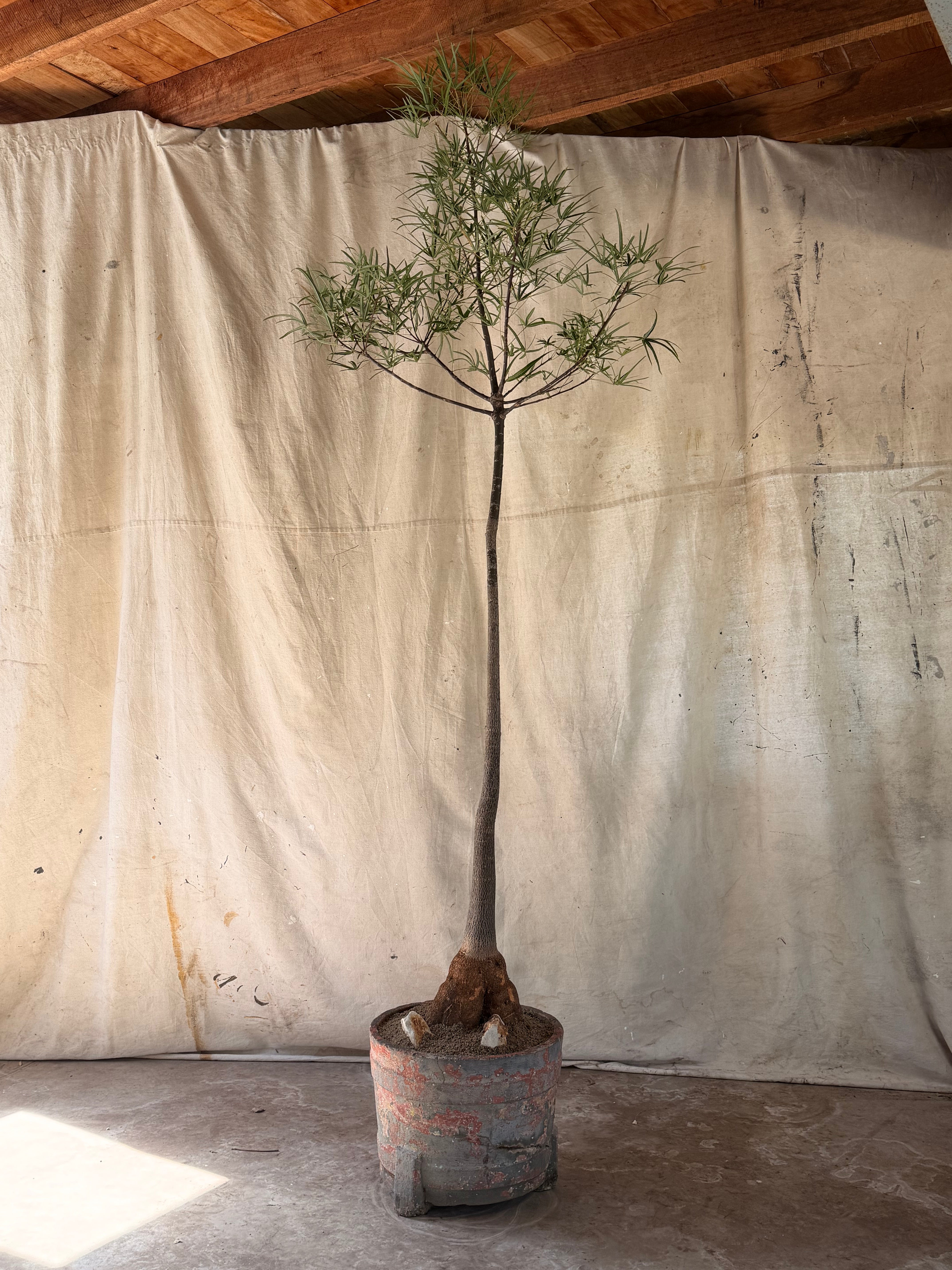 Queensland Bottle Tree (Brachychiton rupestris) in Banded Concrete Planter with Original Patina circa 1960s