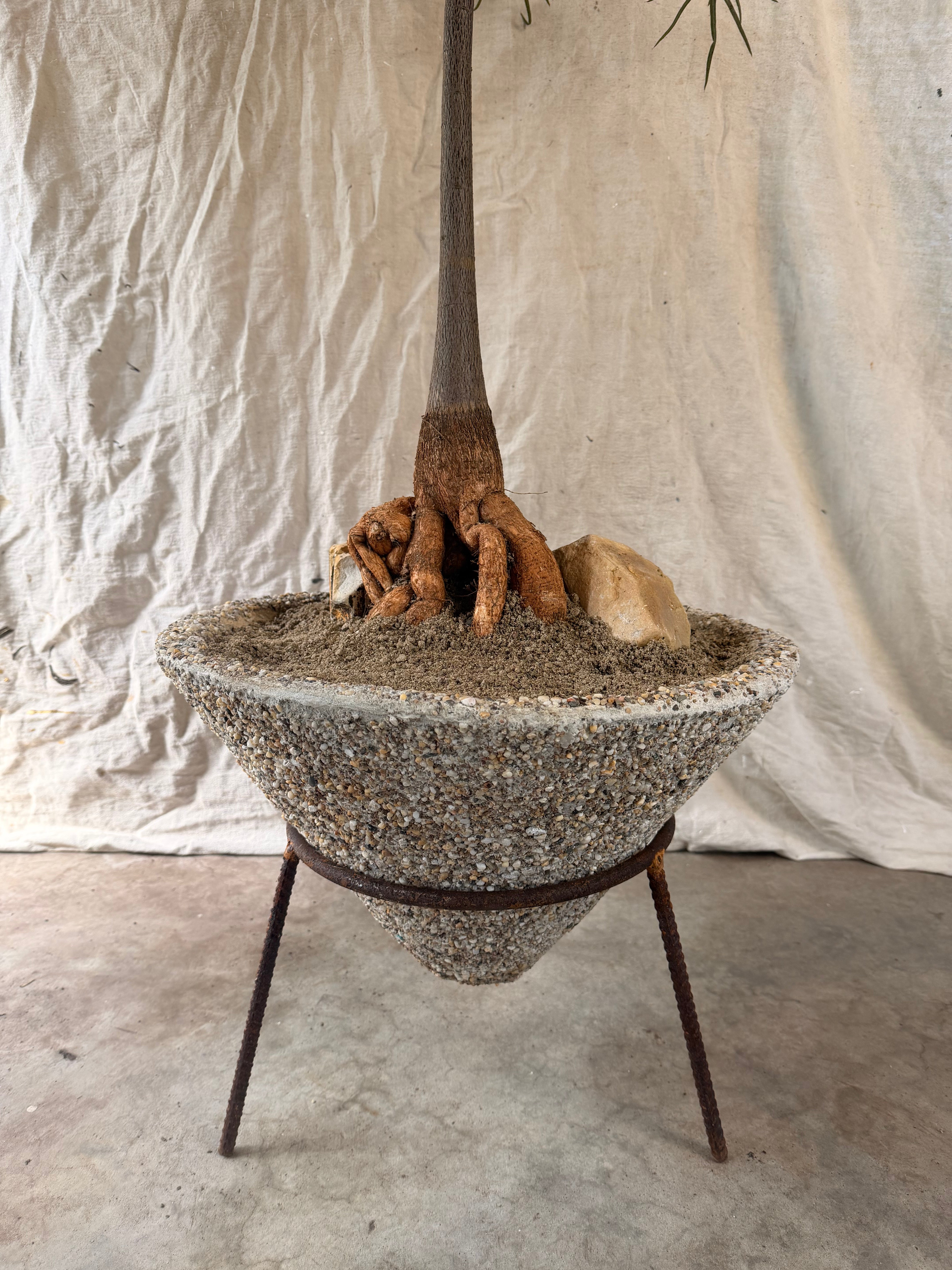 Queensland Bottle Tree (Brachychiton rupestris) in Pebblecrete Conical Planter with Steel Stand circa 1970s