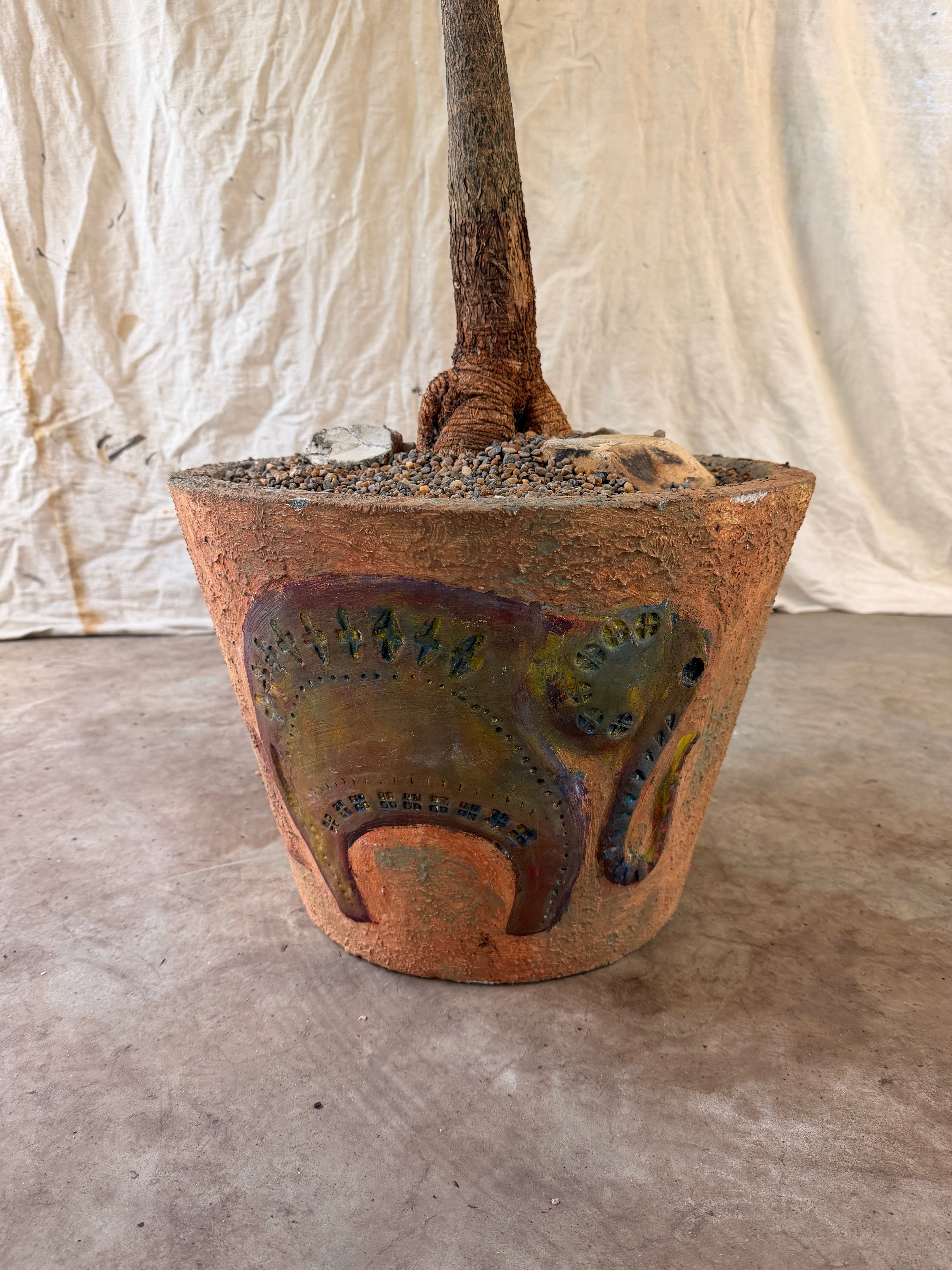 Queensland Bottle Tree (Brachychiton rupestris) in Pot with Elephant Relief, circa 1970s