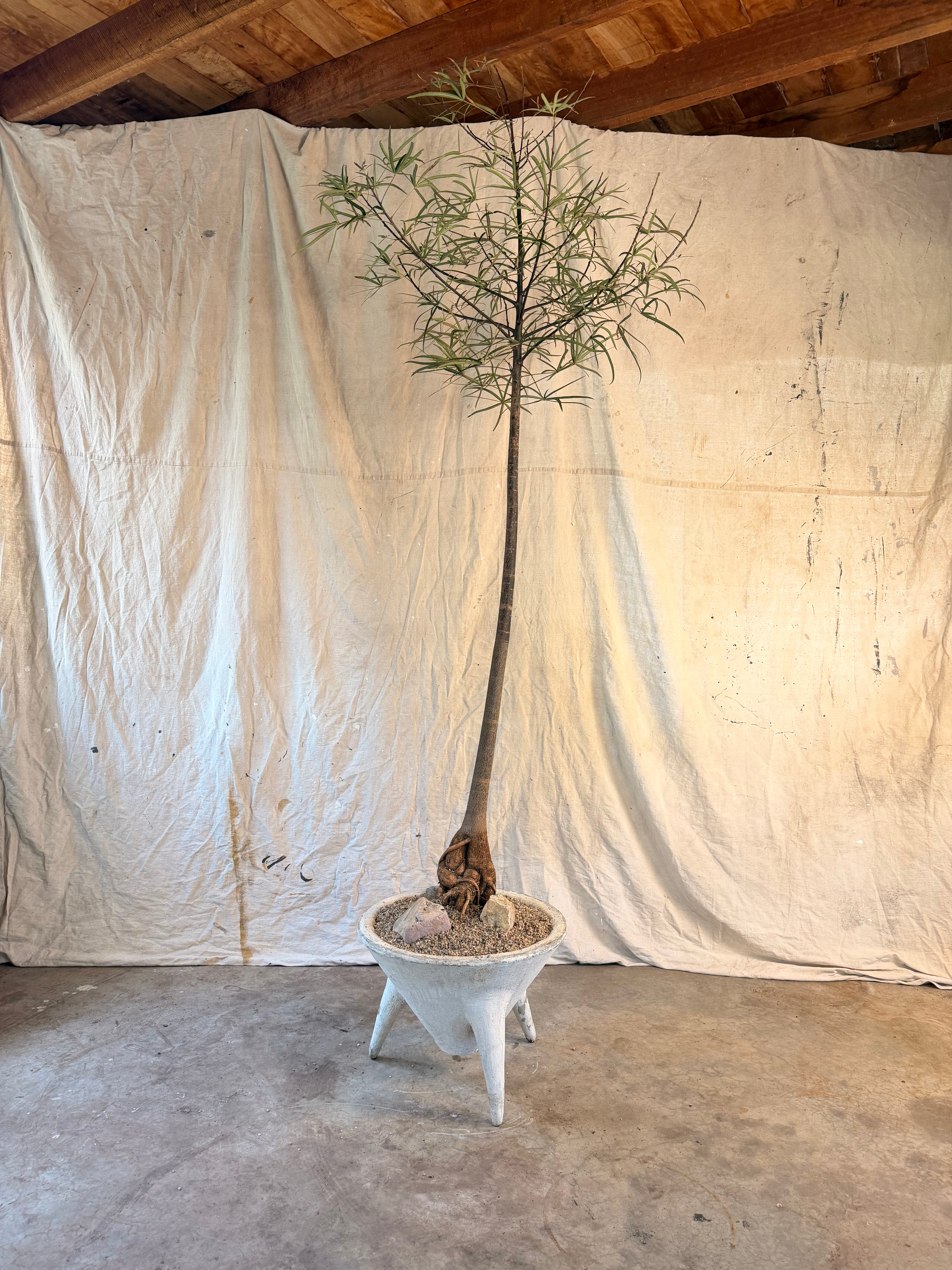 Queensland Bottle Tree (Brachychiton rupestris) in Tripod Sputnik Planter, circa 1960s